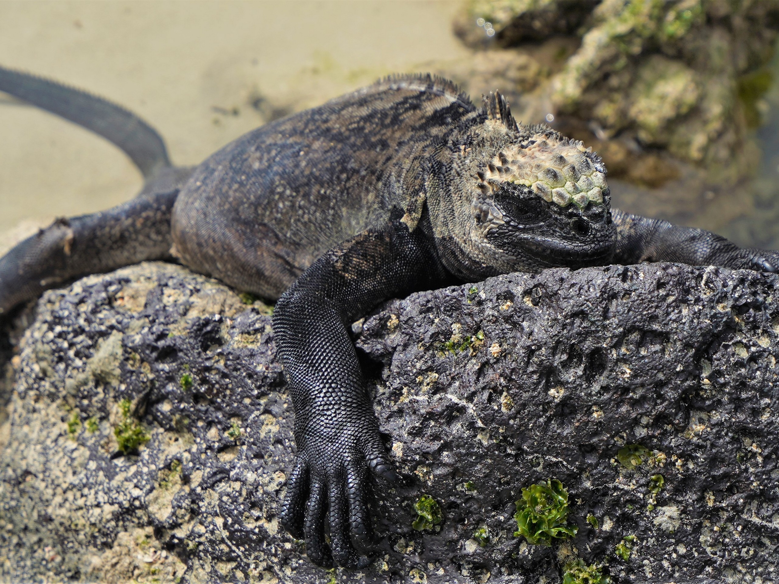 Iguana Isabela