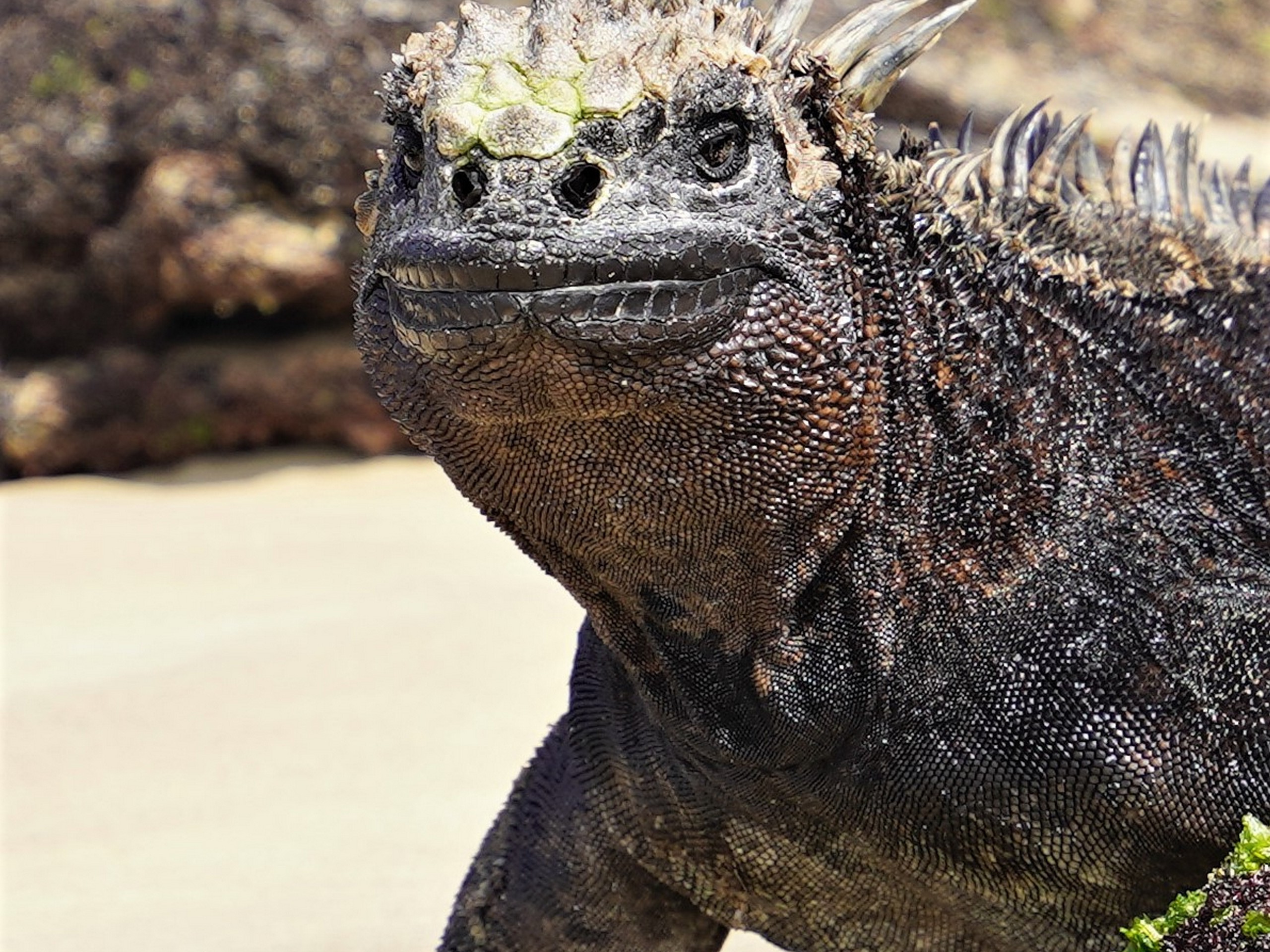 Iguana sunrise