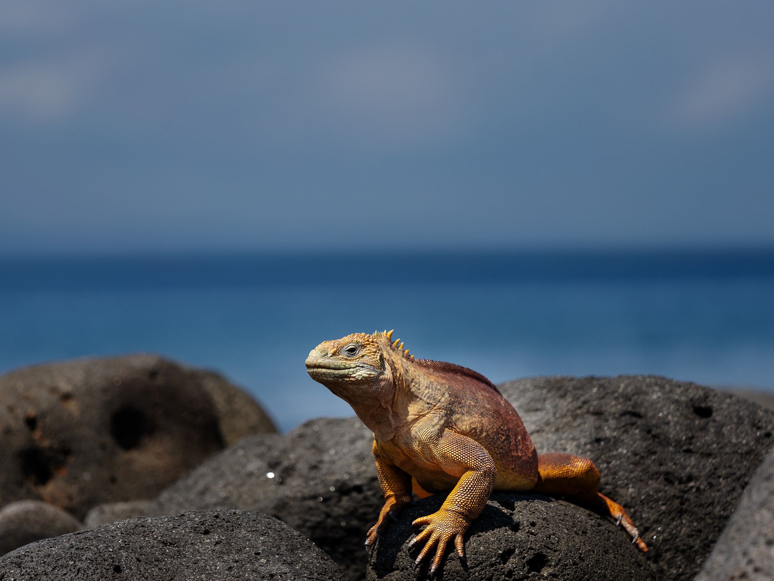 Land Iguana