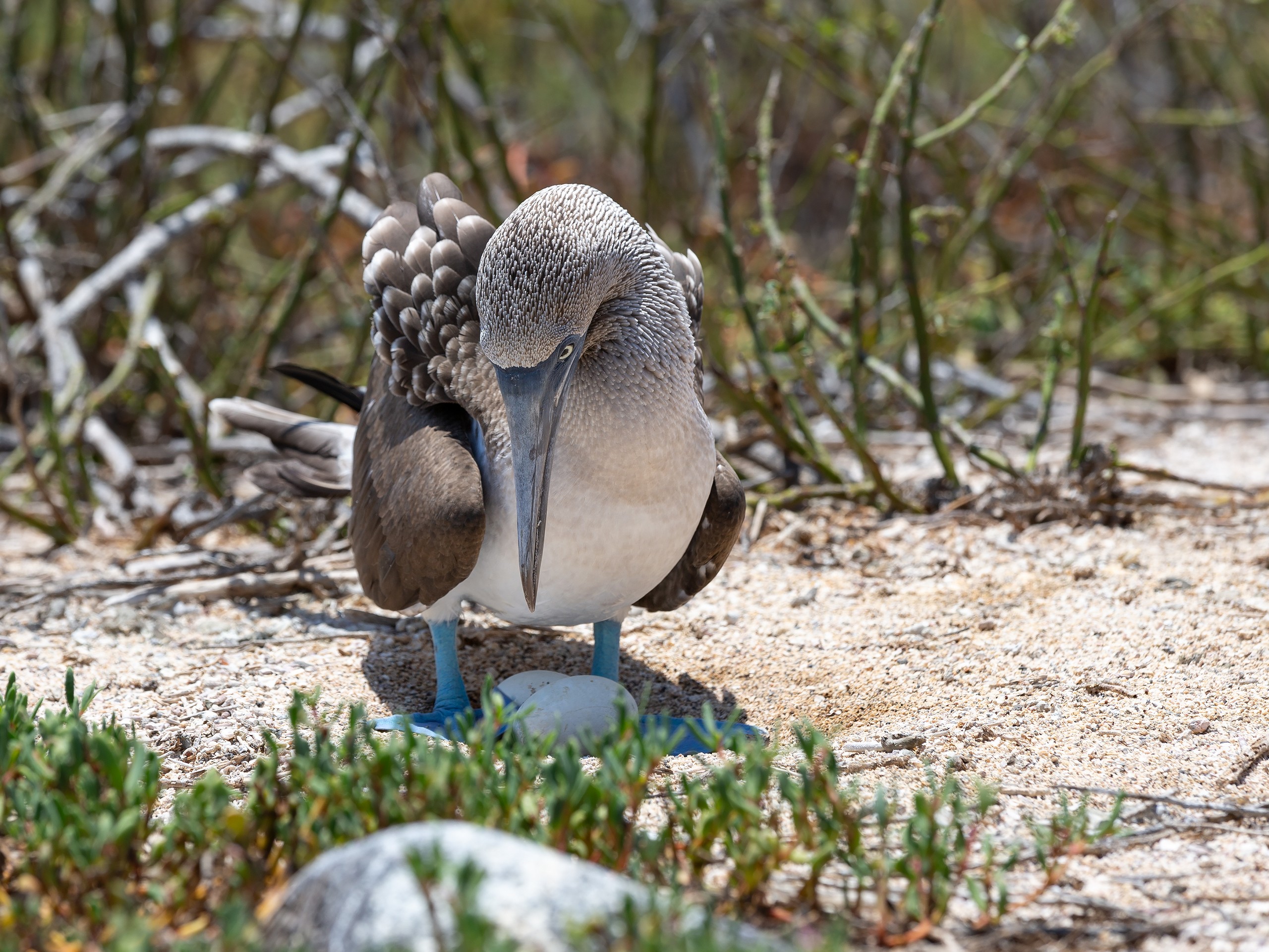 Blue Footed boobies