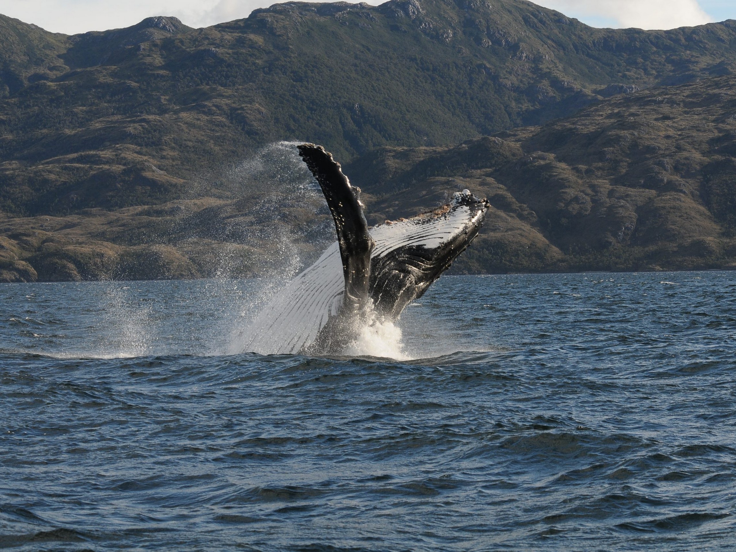 Humpback whale, Patagonia