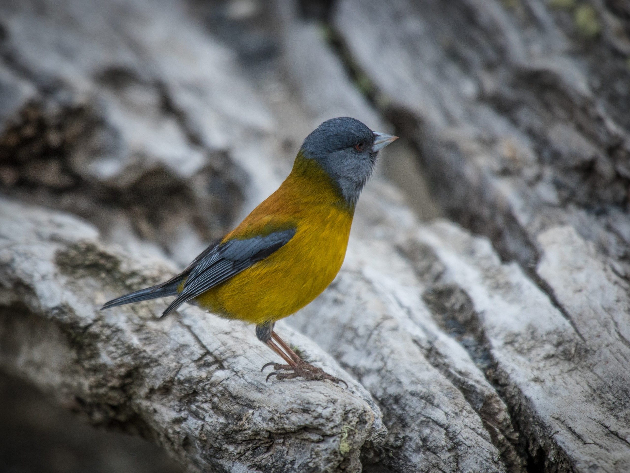 Yellow bird met in Patagonia