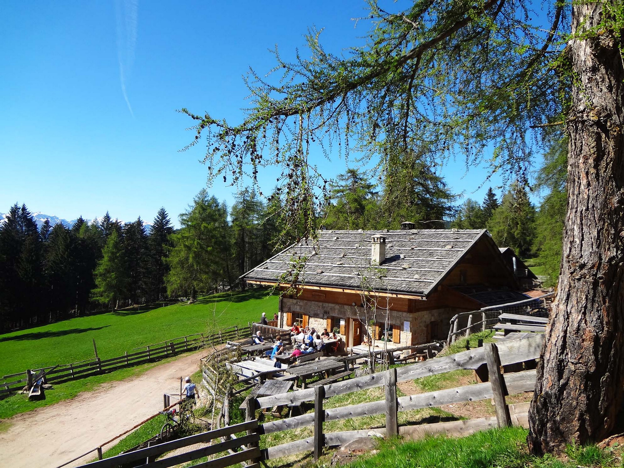 Pasture in South Tyrol