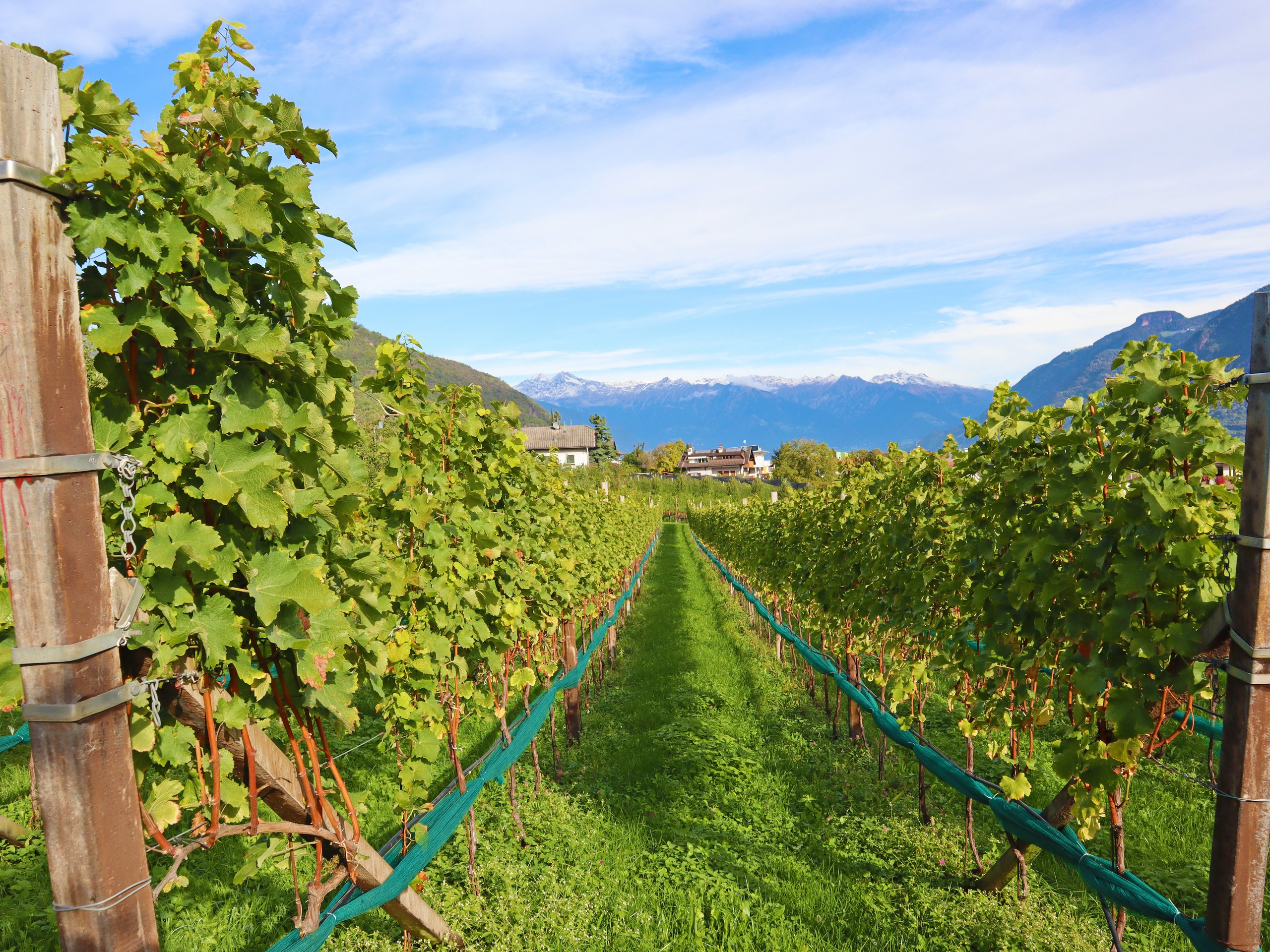 Walking among the beautiful vineyards in South Tyrol