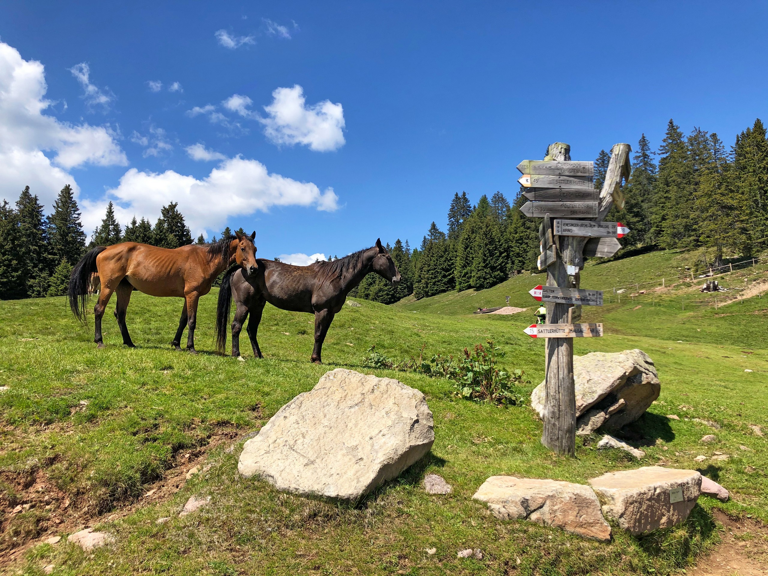 Horses near waypoint in Austria