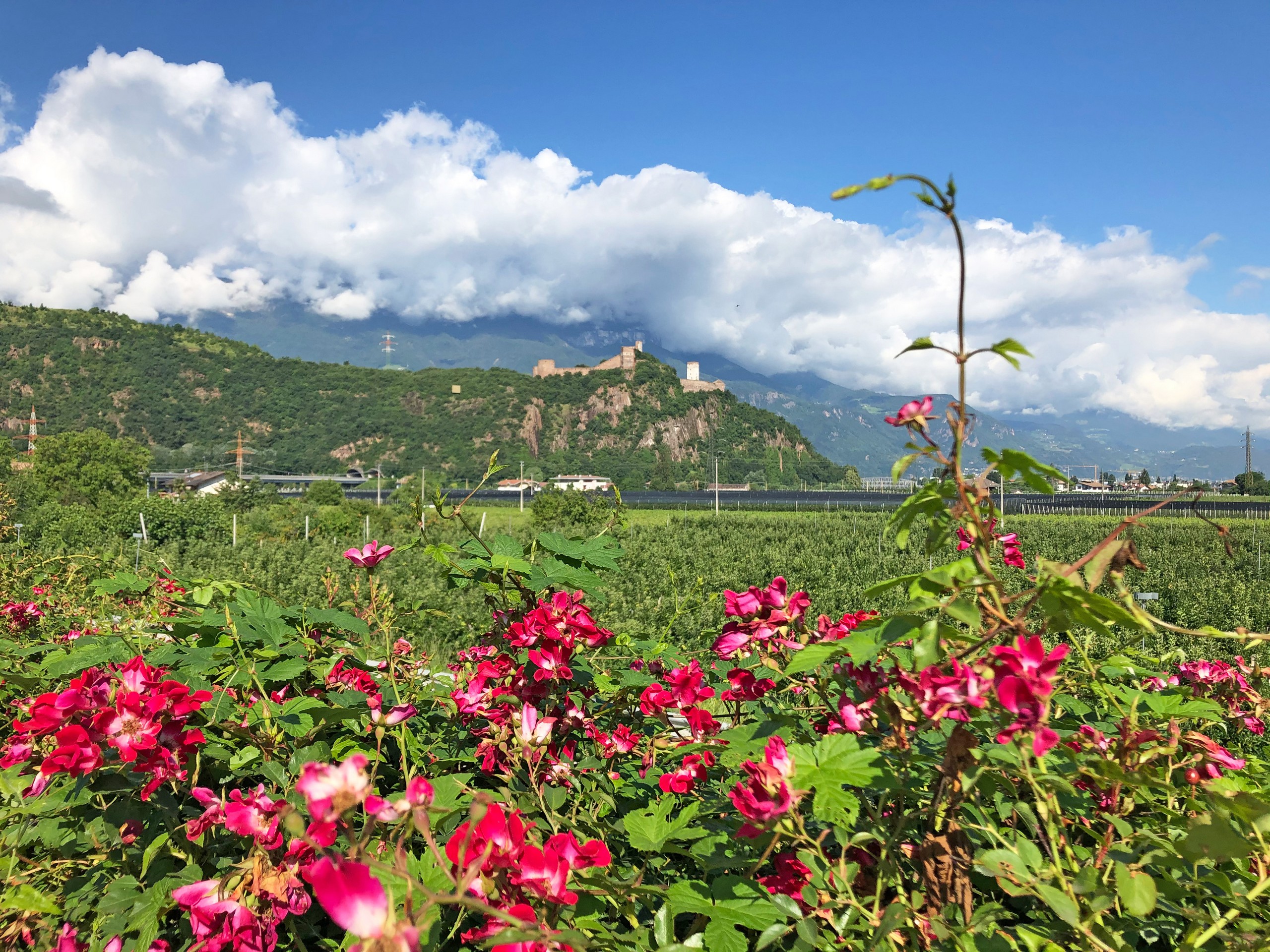 Wildflowers alont the walking route in South Tyrol