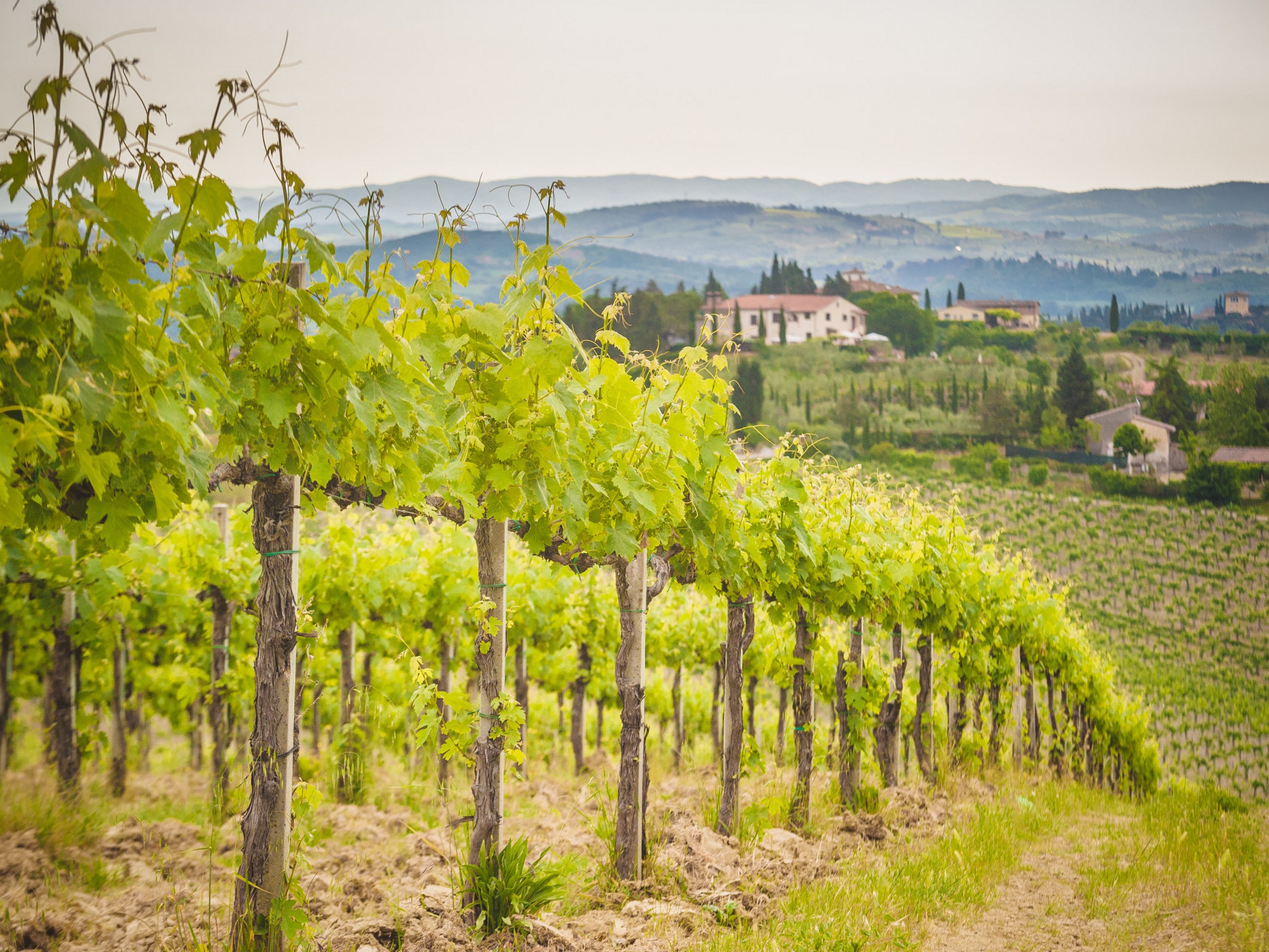 Biking along the vineyards of Tuscany