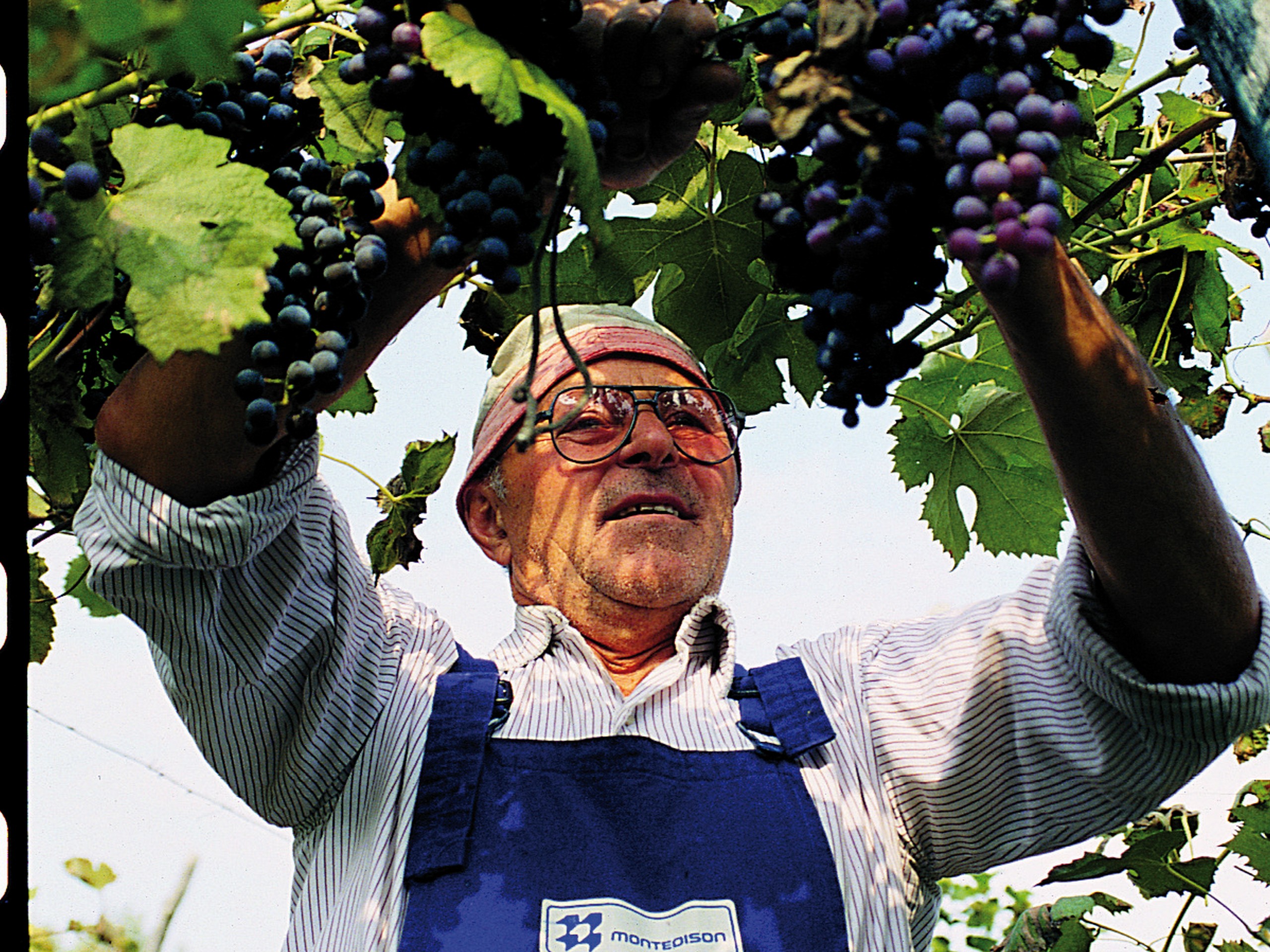 Grapes in Tuscany