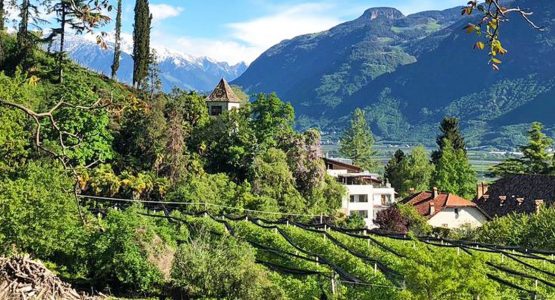 South Tyrolean Wine and Alpine Pasture Tour
