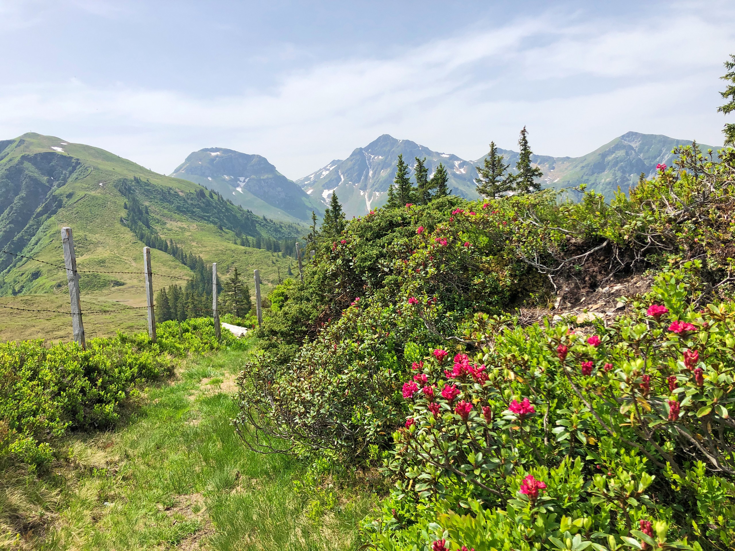 Beautiful wildflowers along the walking route in Austria, Zell am See