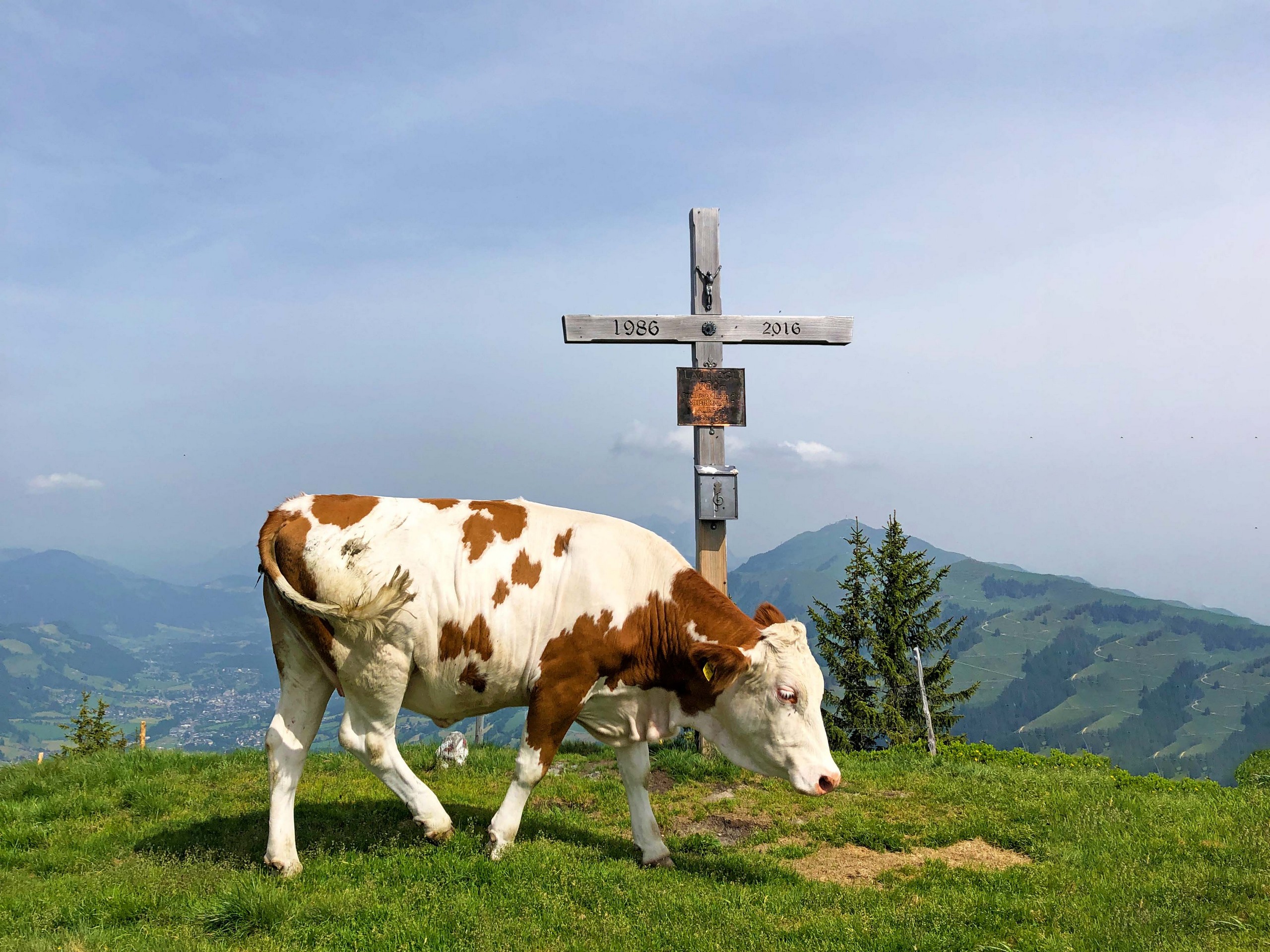 Cow met while trekking in Zell am See region in Austria
