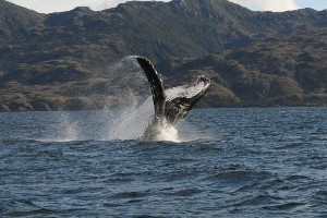 3-Day Whale Watching in Tierra del Fuego