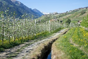 South Tyrol Family Walking Tour