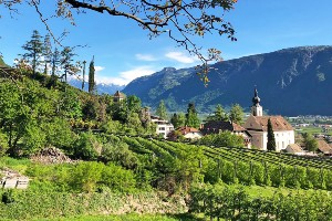 South Tyrolean Wine and Alpine Pasture Tour