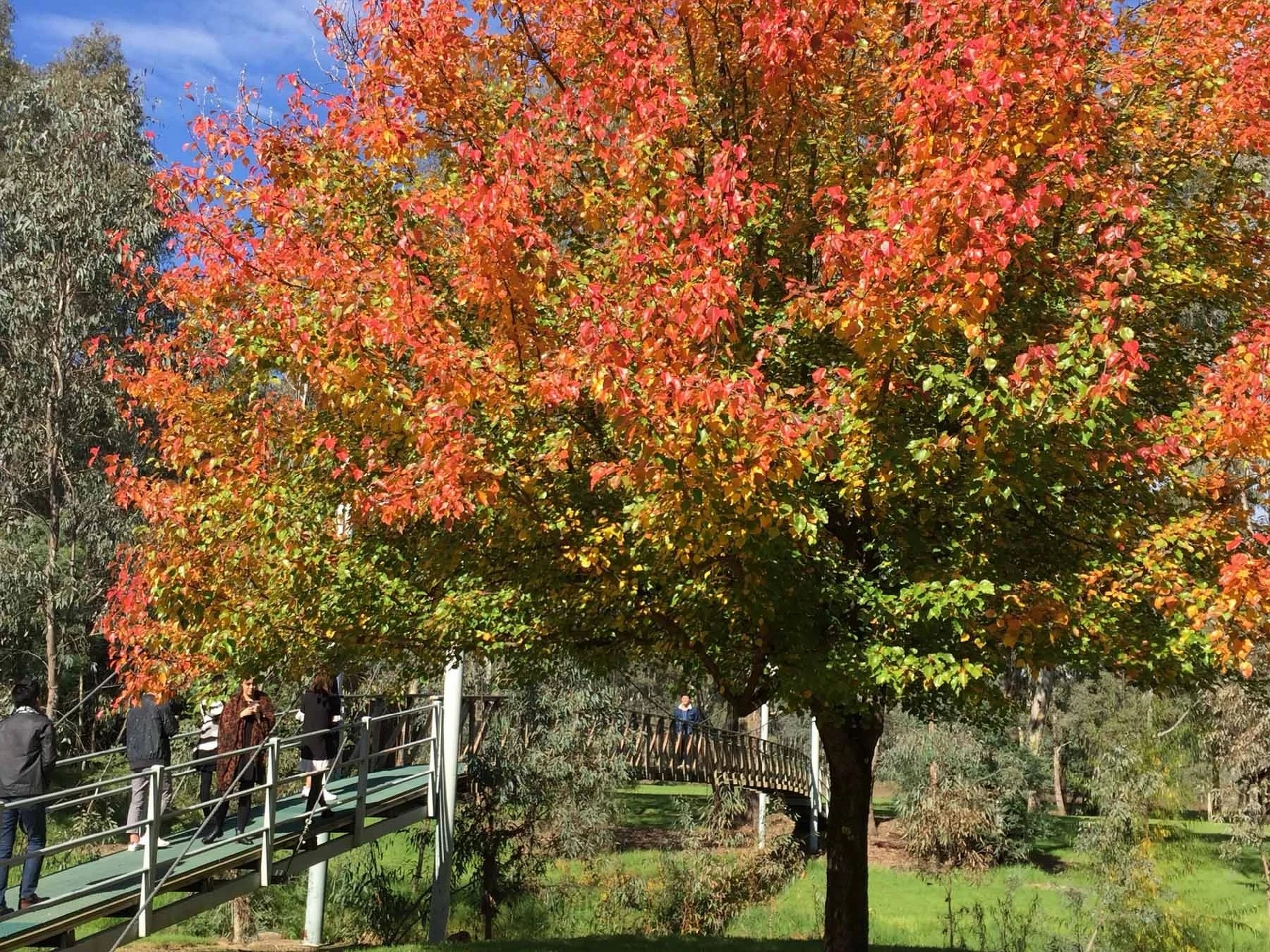 Cycle Beechworth to Bright-2