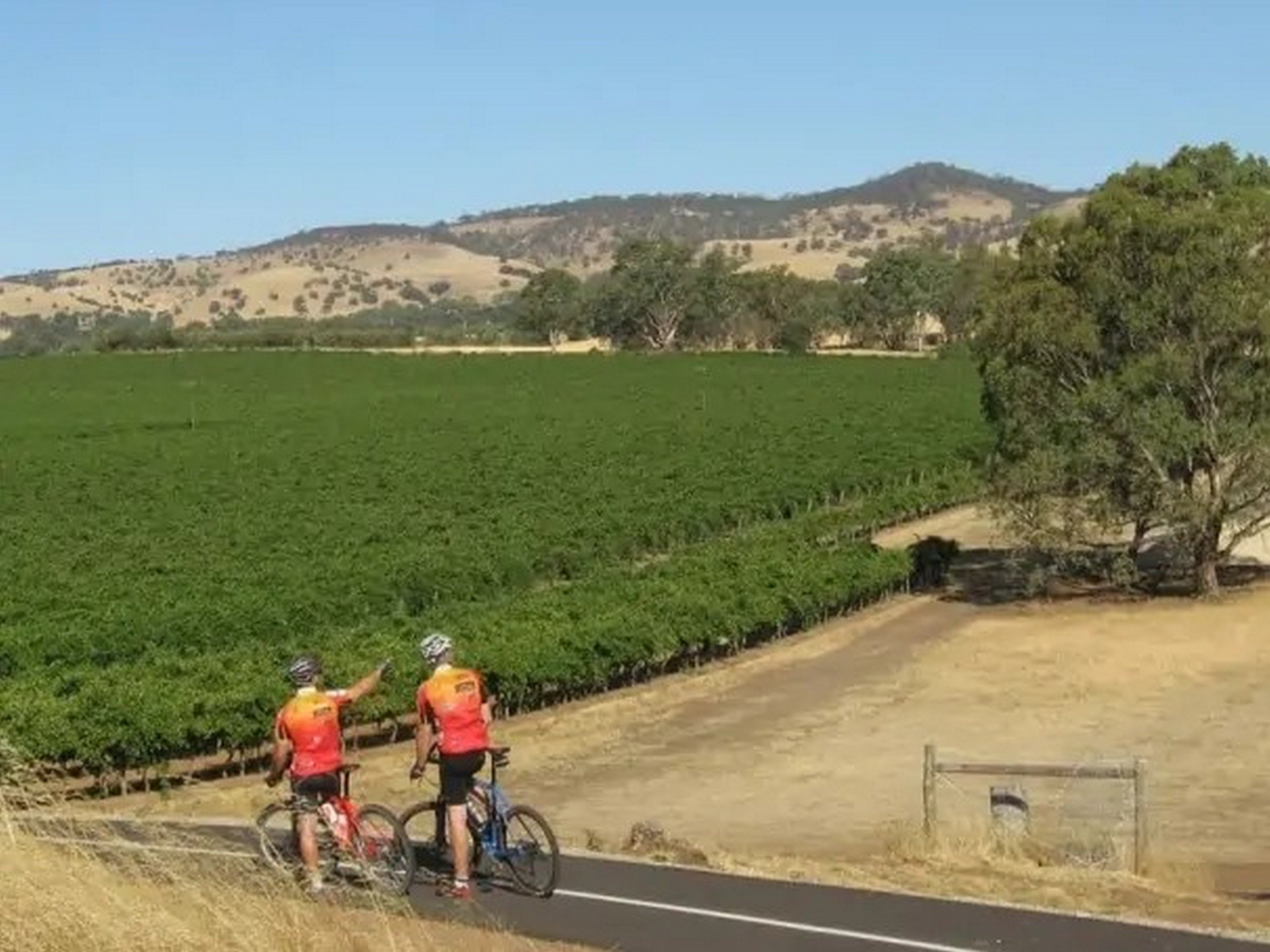 Cycle the Clare & Barossa Trails-4