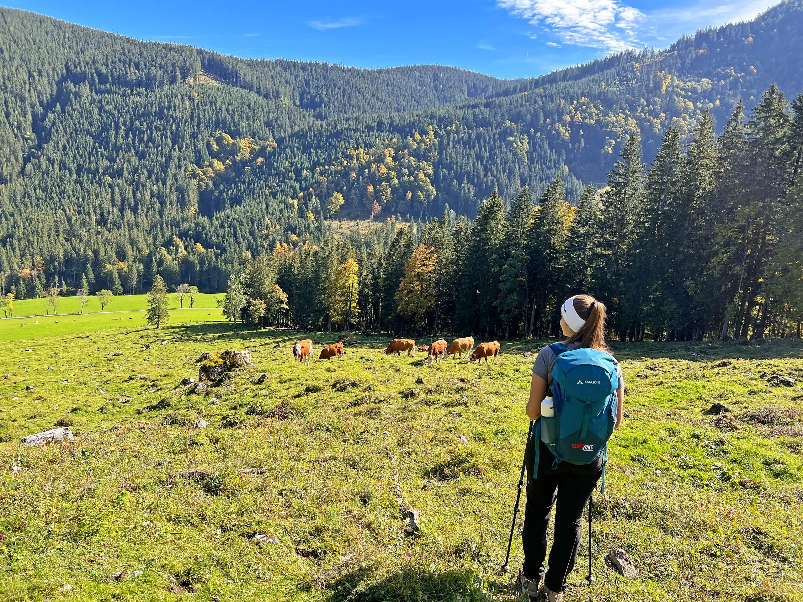 3-eurohike-wanderreisen-salzalpensteig-koenigssee-salzkammergut-abtenau-wanderer-kuhherde