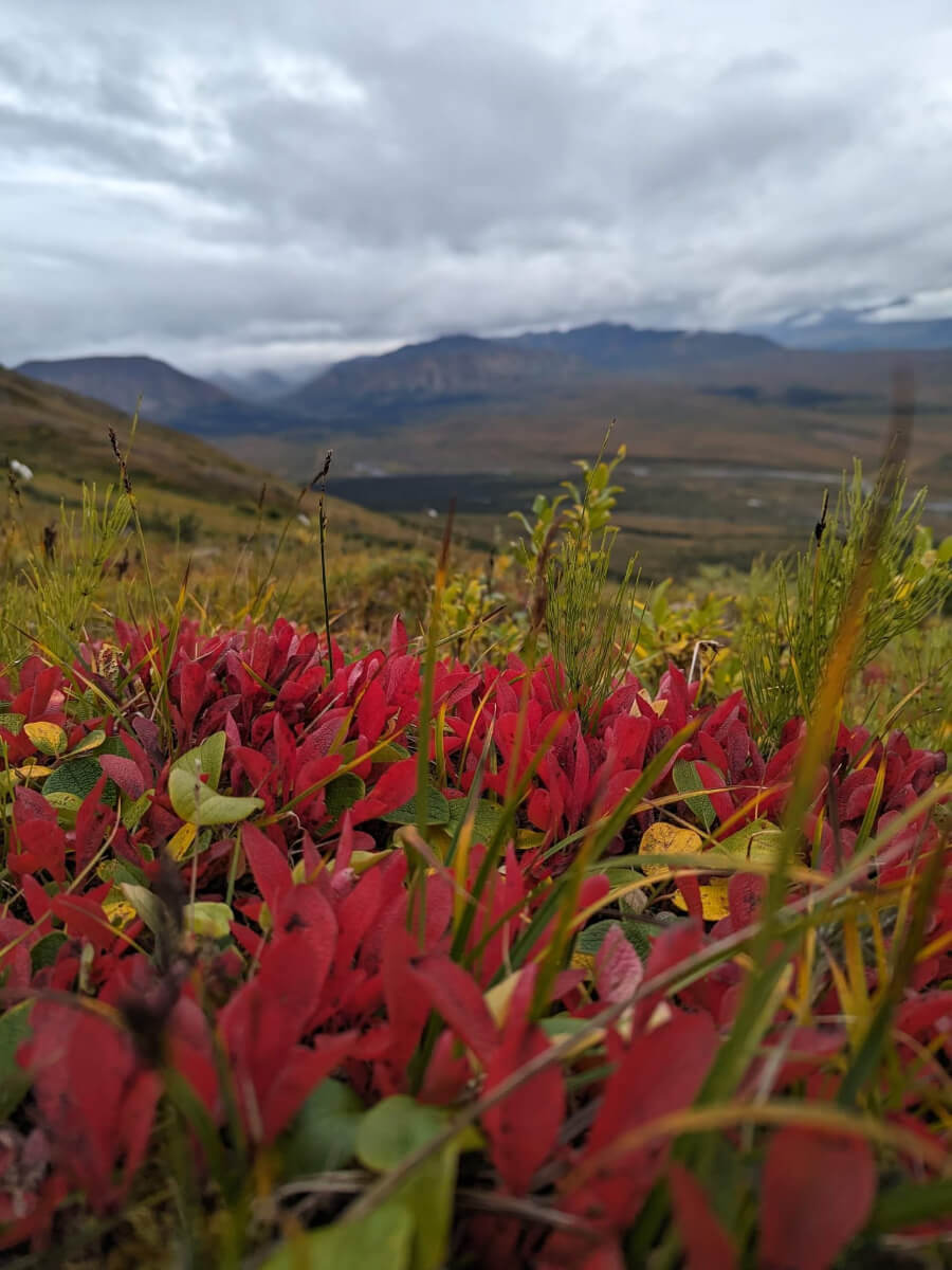 Alaska-Denali-17