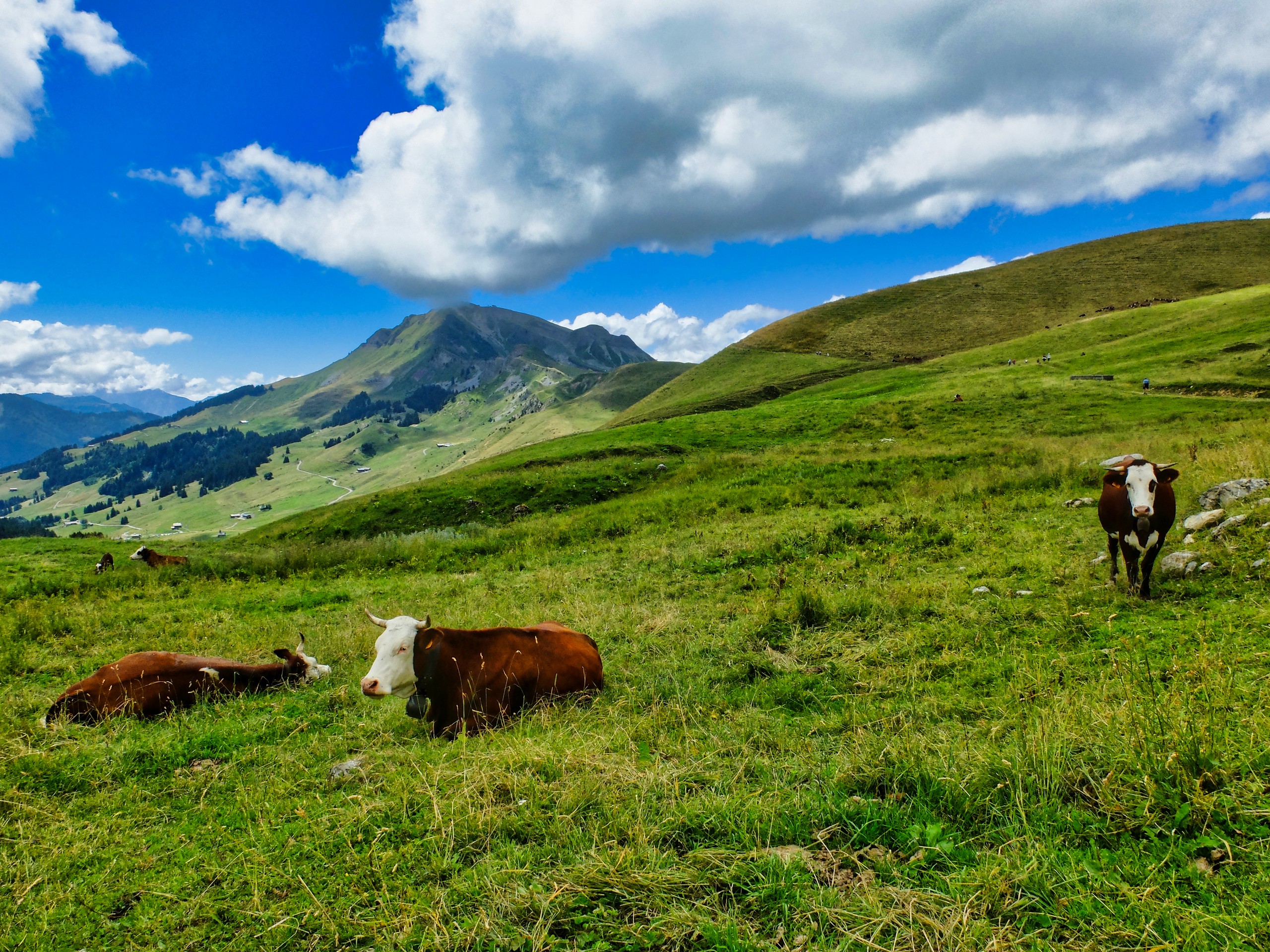 D3 - Peacefull cows in Chinallon's Pasture - Aravis - Alpes © Thomas Praire