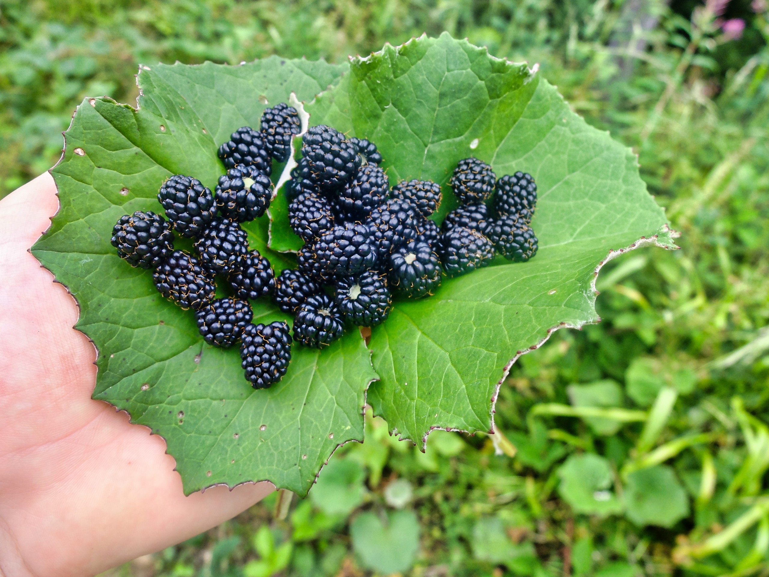 A hiker's meal - Aravis - Alpes © Thomas Praire