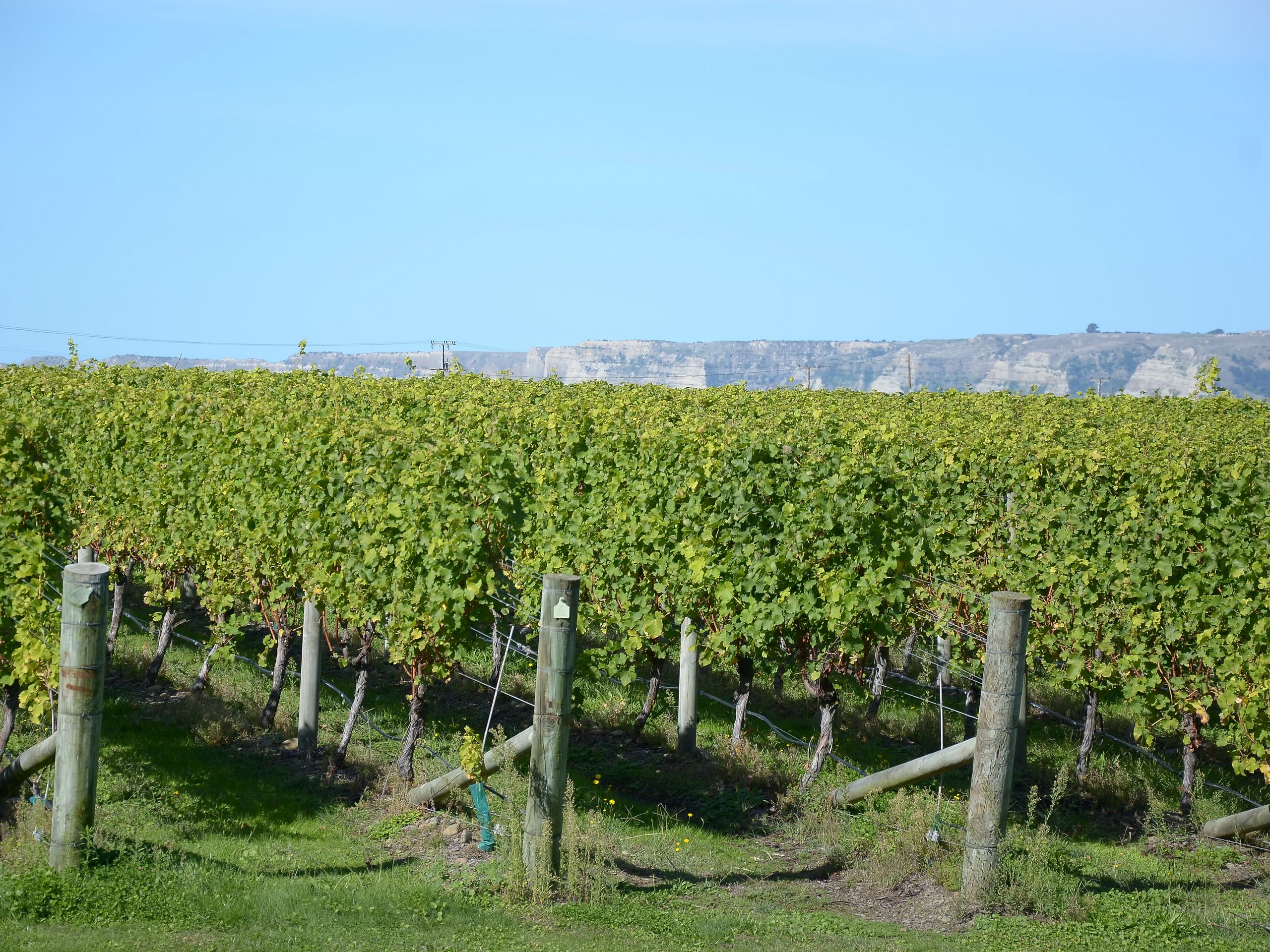 Vineyards Views, Easy Rides & Sunny Days-5