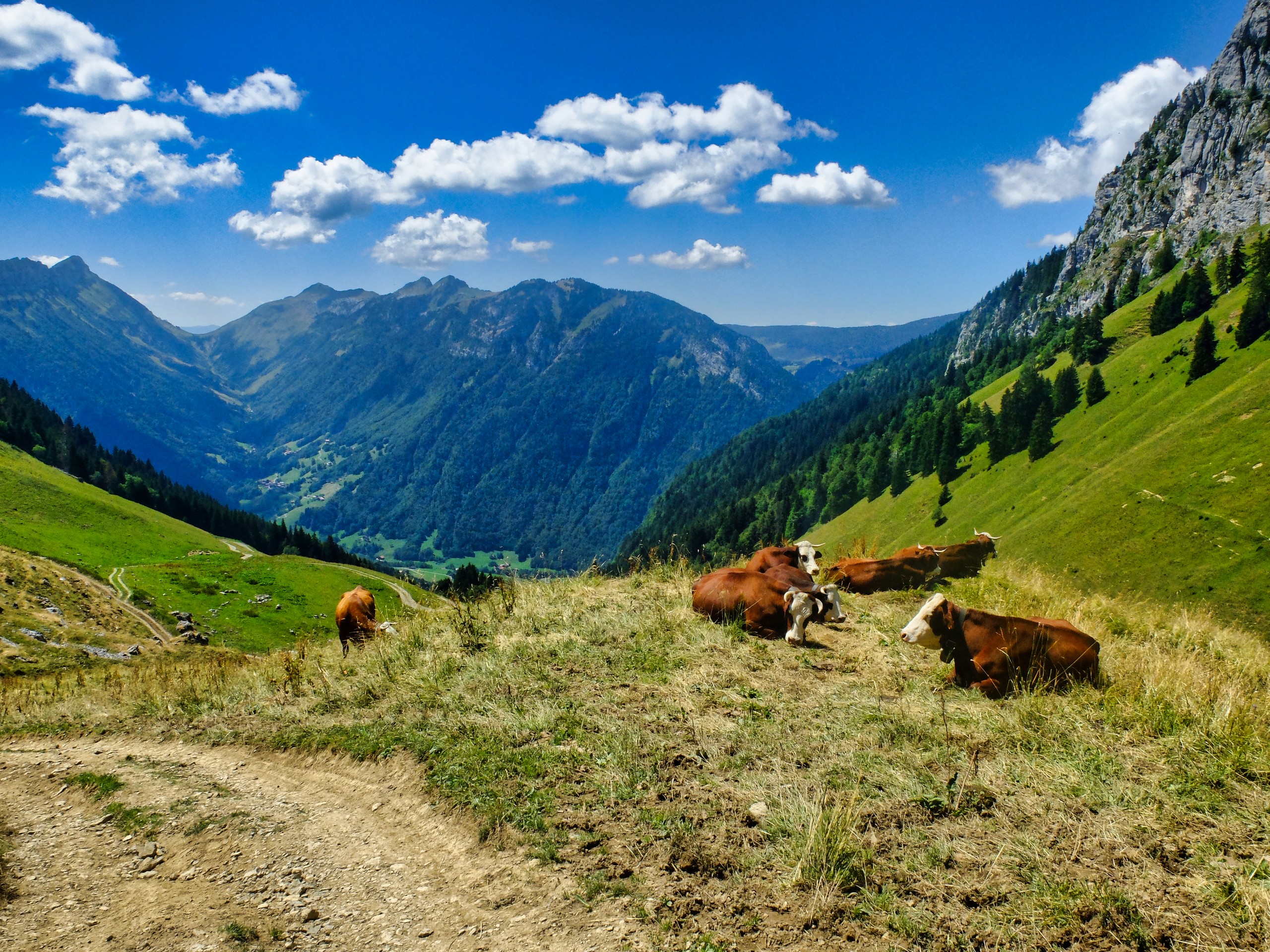 D4 - Cows at the Forclaz' pass- Aravis - Alpes © Thomas Praire