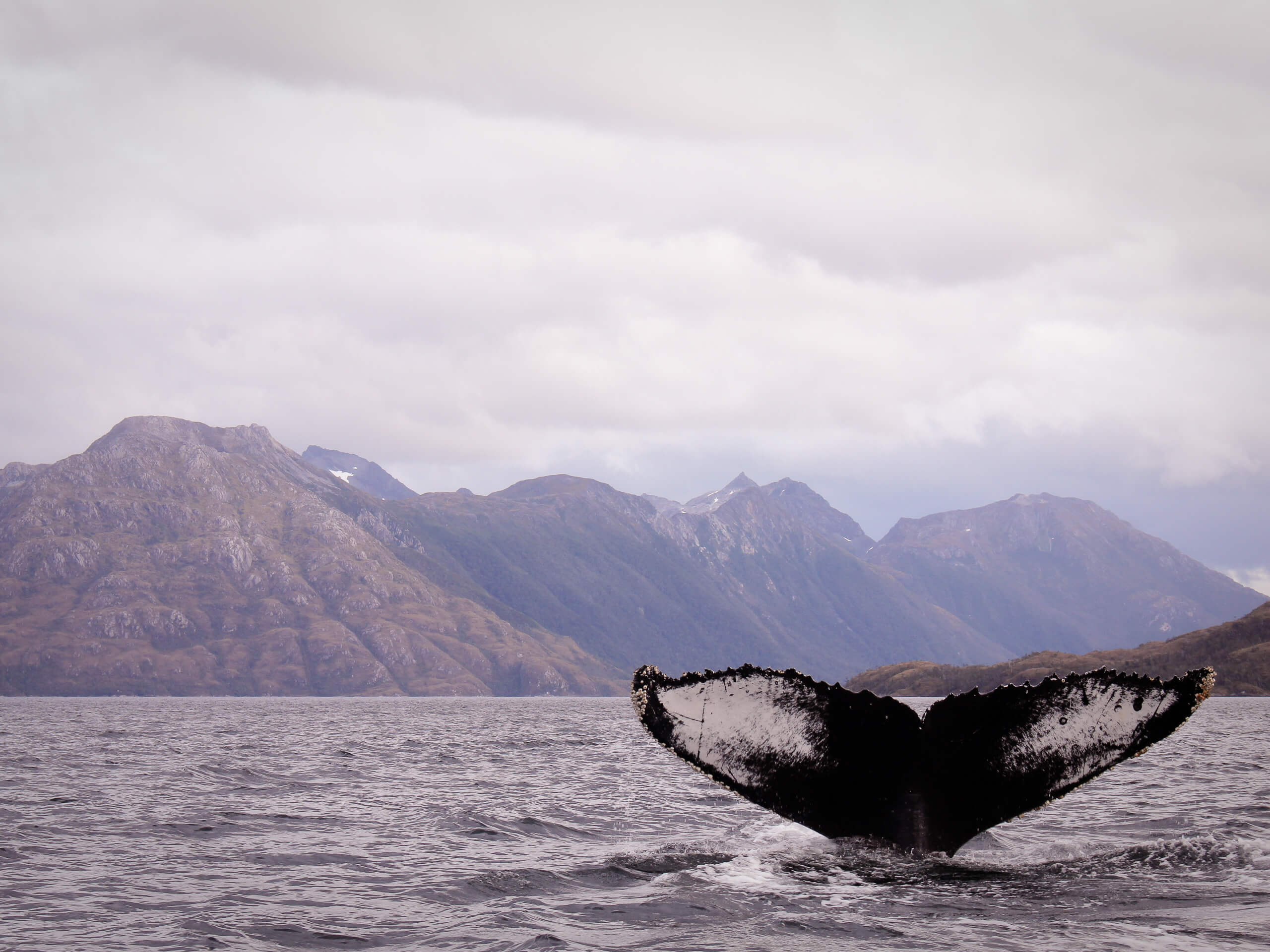 3-Day Whale Watching in Tierra del Fuego-0