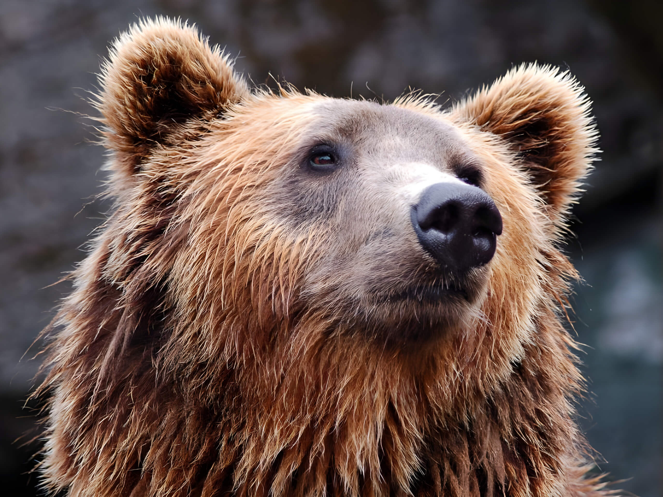 Alaskan Bear Adventure