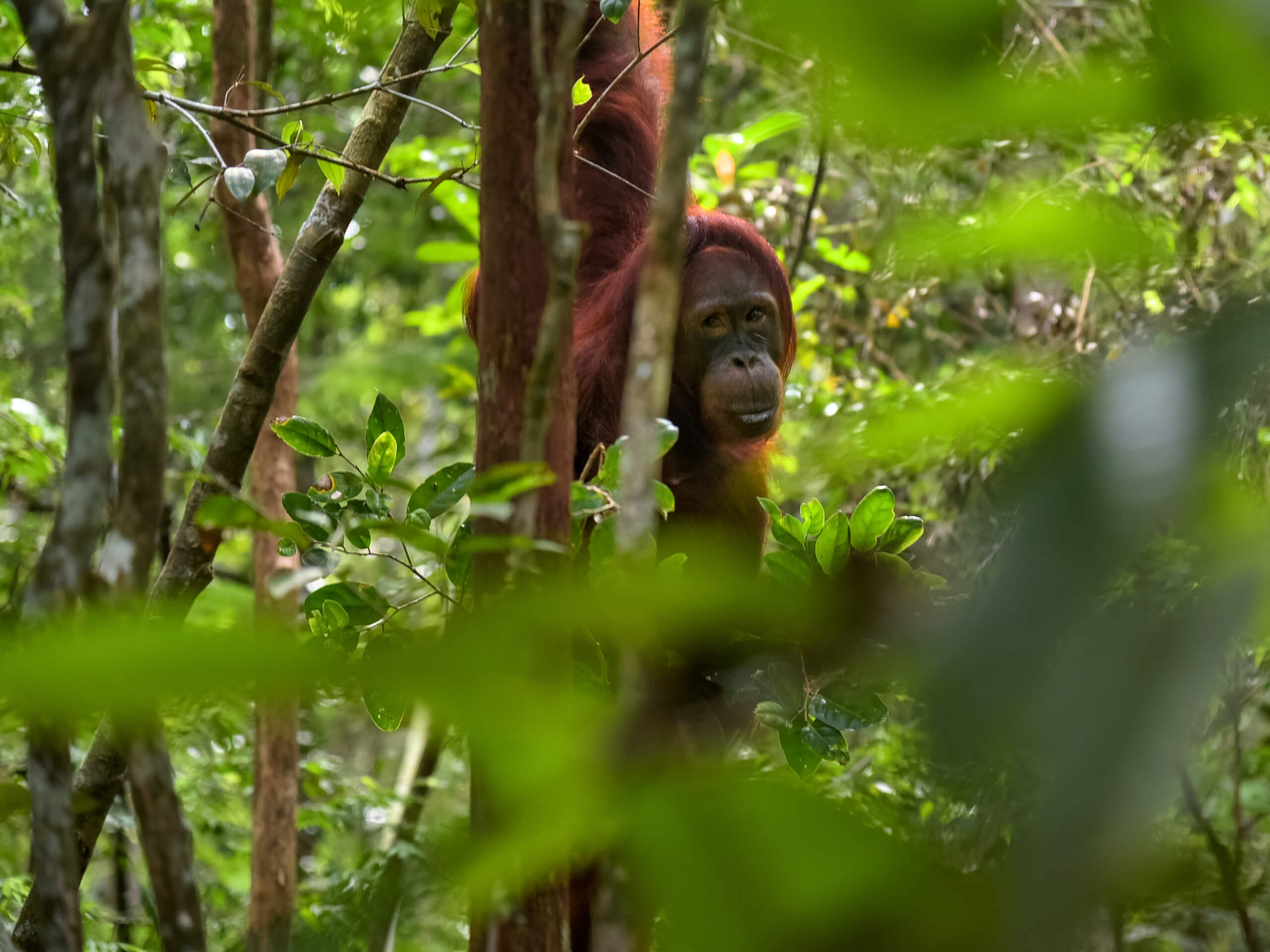 Cruise the Orang Utan River-0