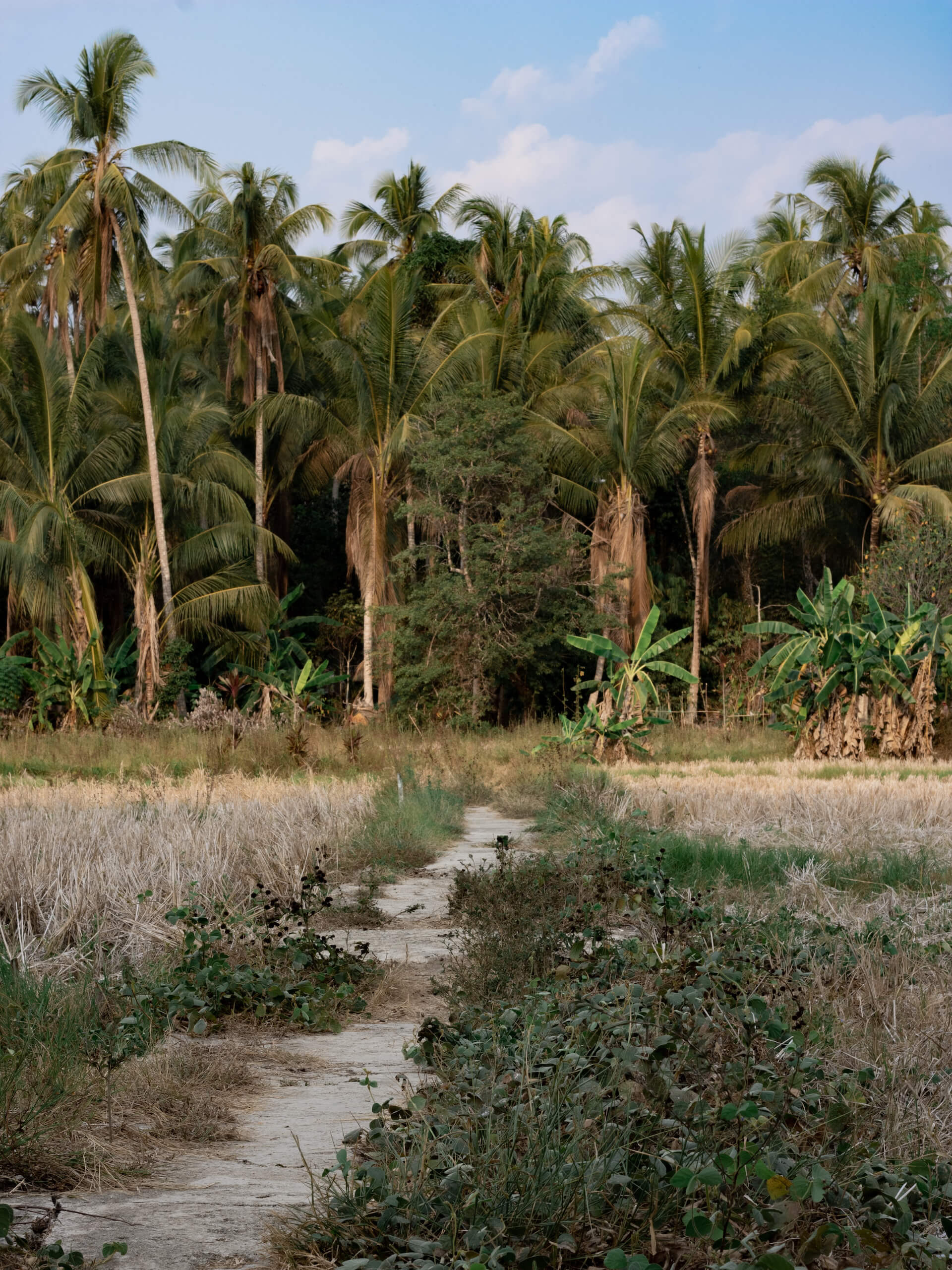 Cruise the Orang Utan River-1