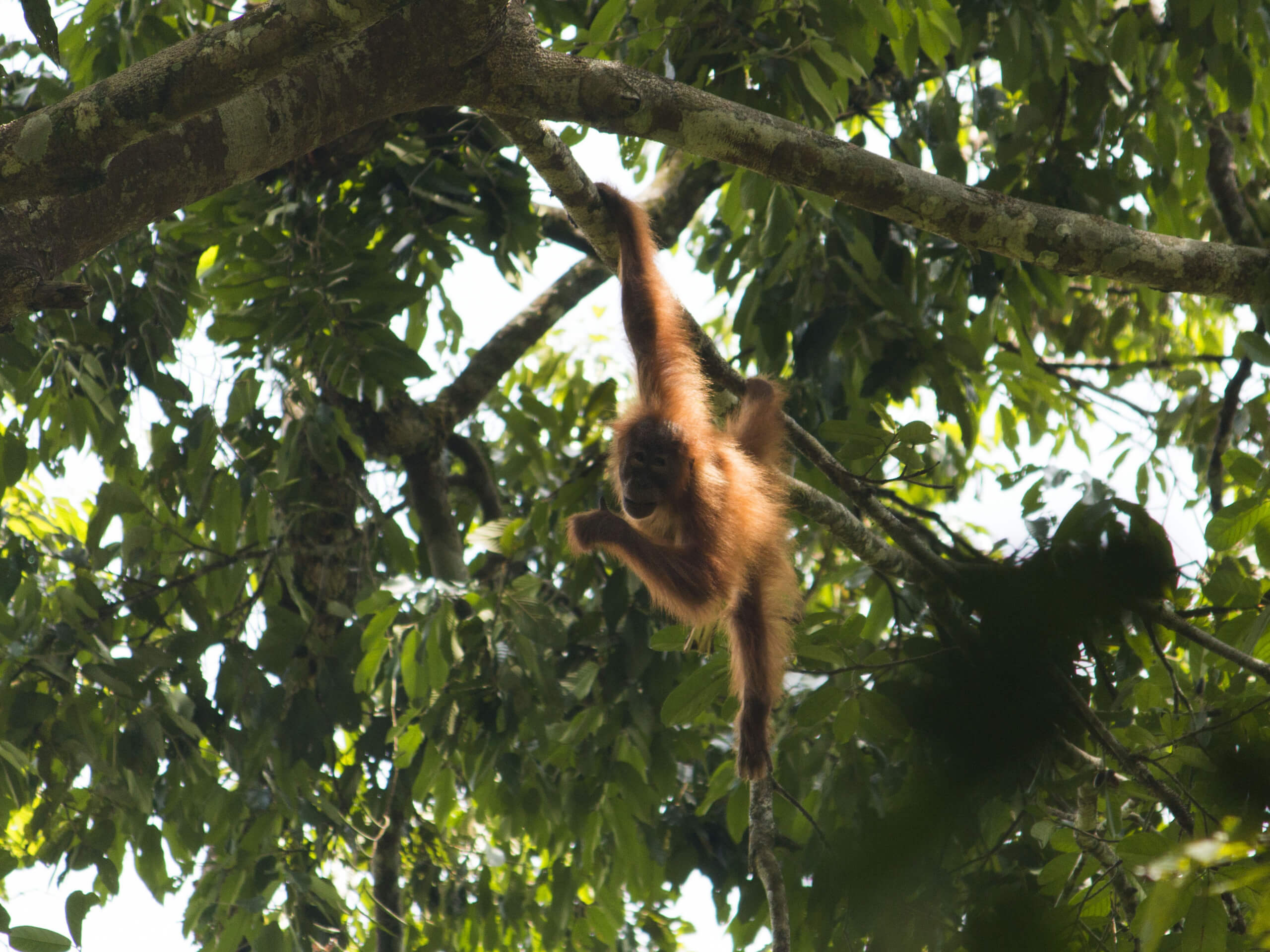 Jungle and Beaches of Northern Sumatra-0