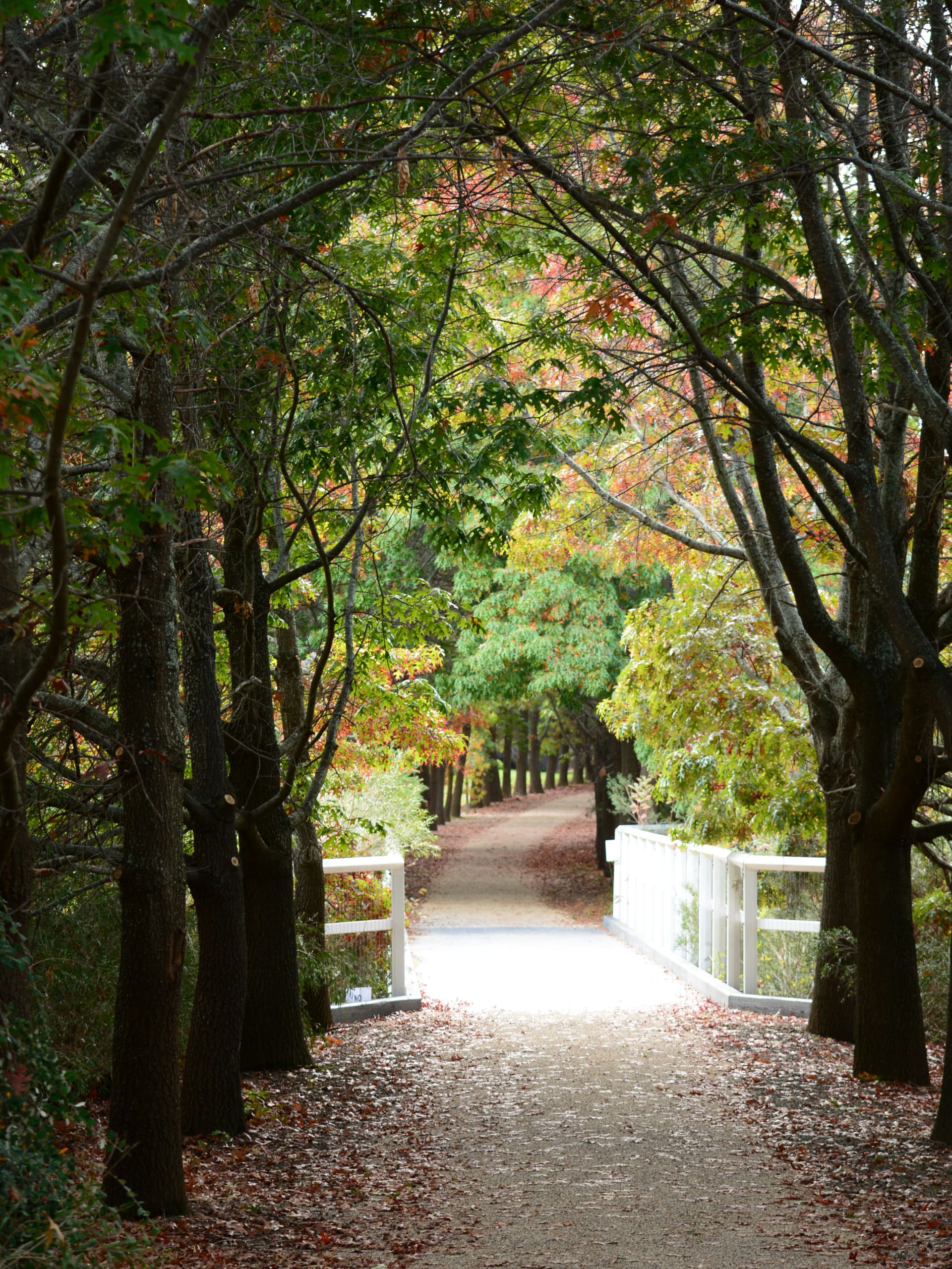 Murray to Mountains Rail Trail Bike Tour