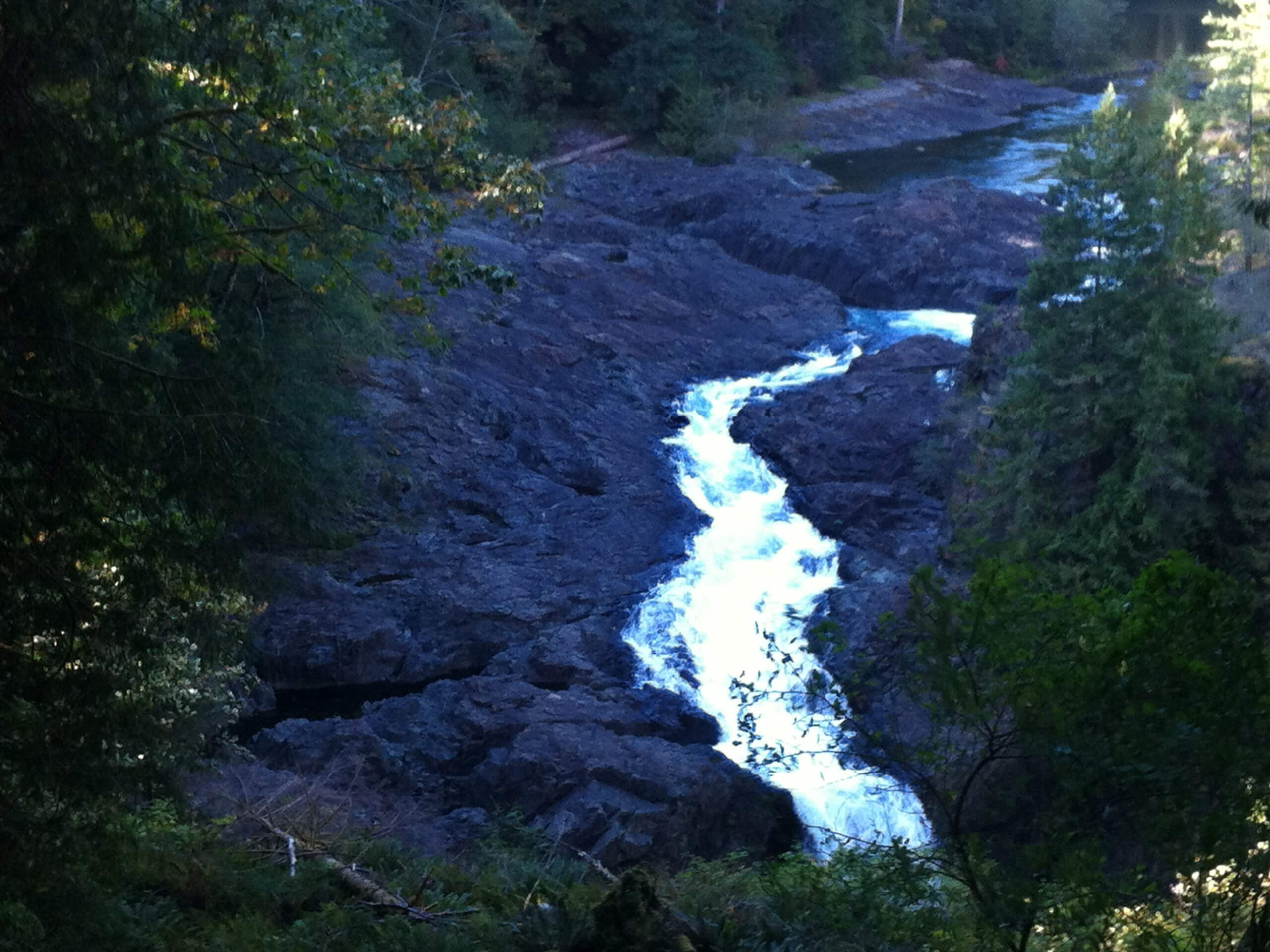 Vancouver Island Wildlife Self-Drive Tour