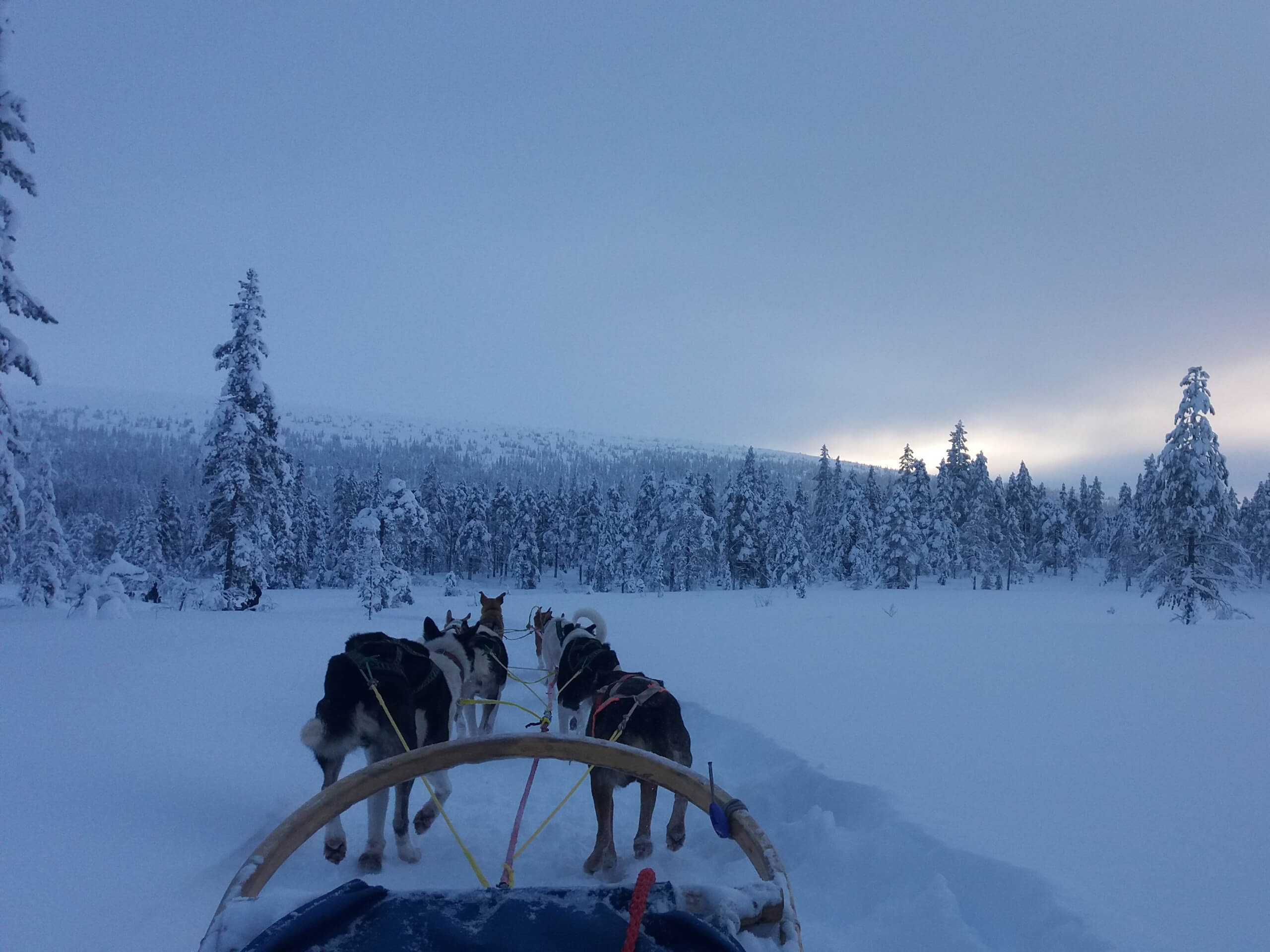 Yukon Dog Sledding Expedition-0