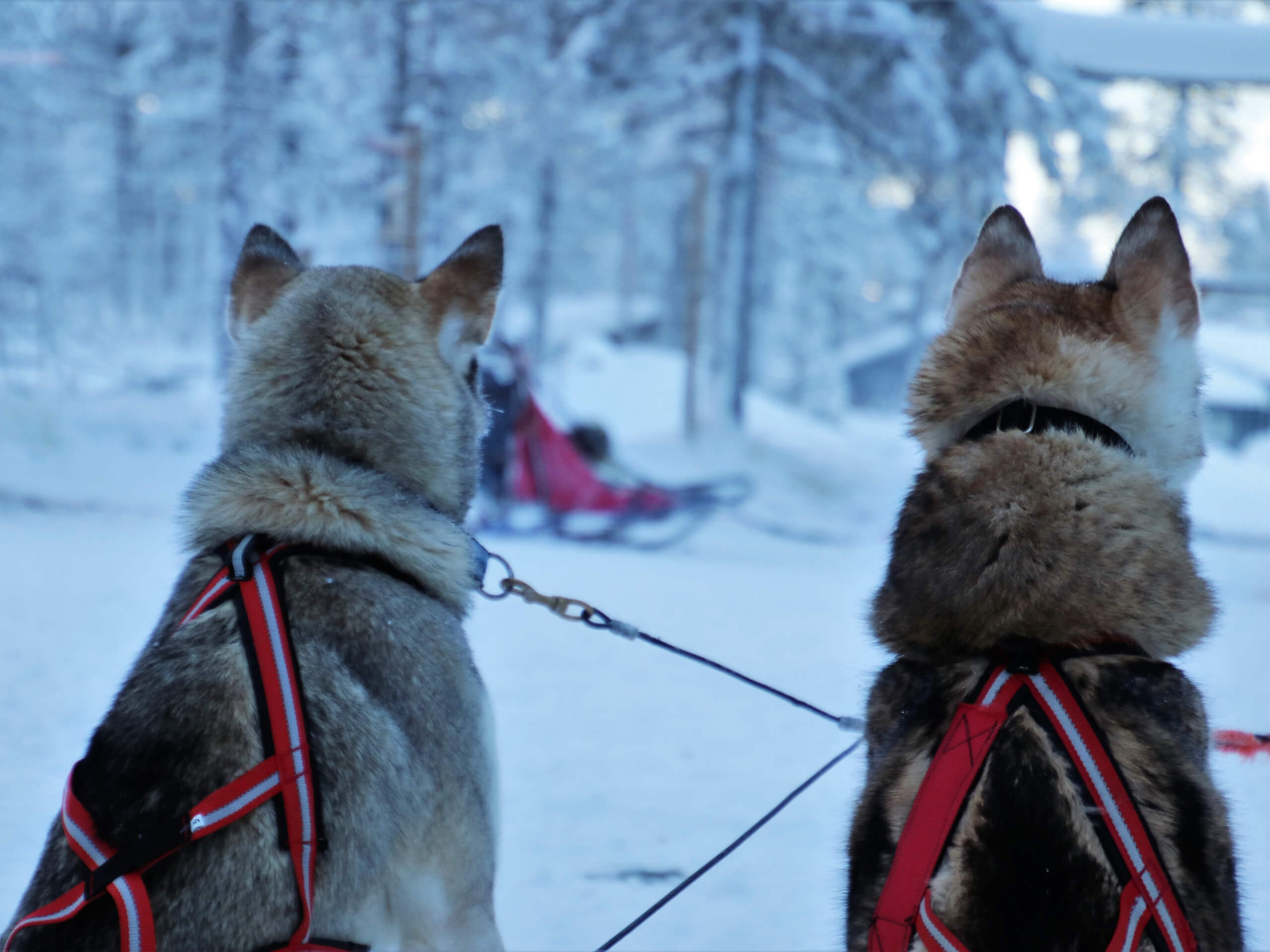 Yukon Dog Sledding Expedition-1