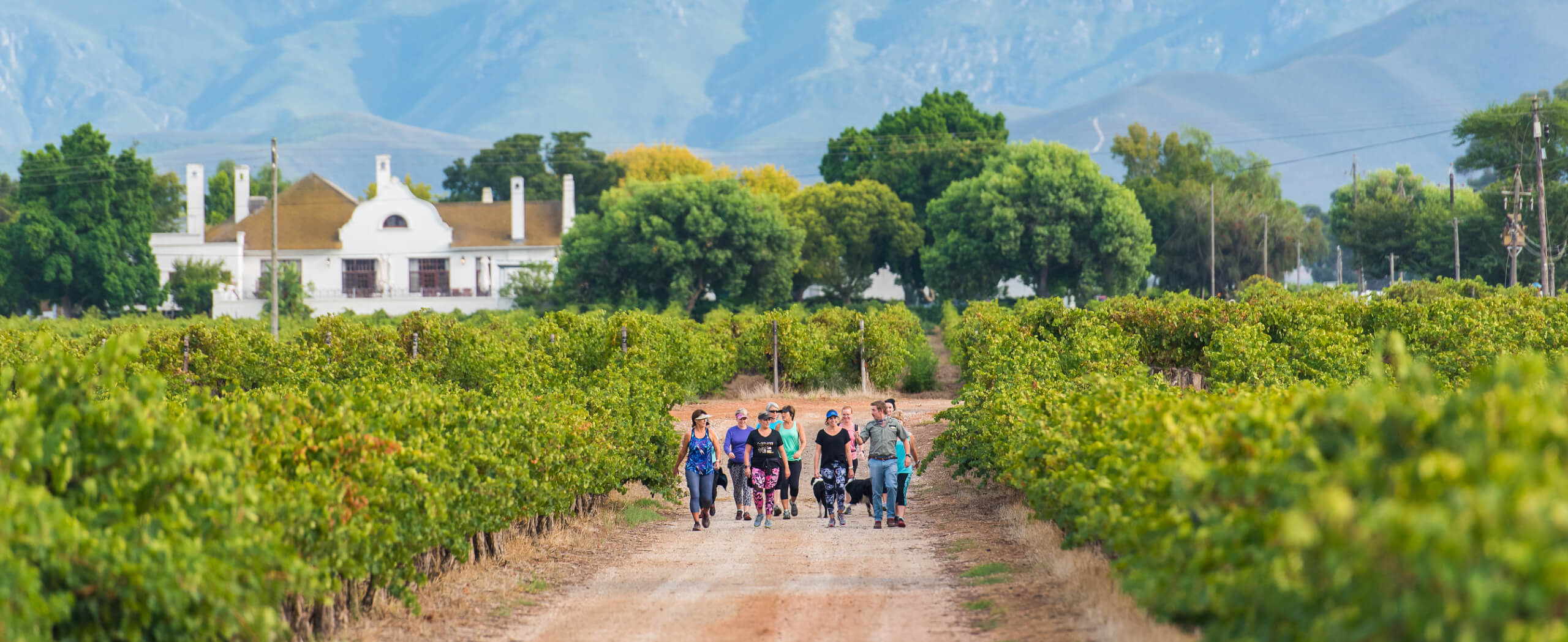 Cape Winelands Walking Tour-1