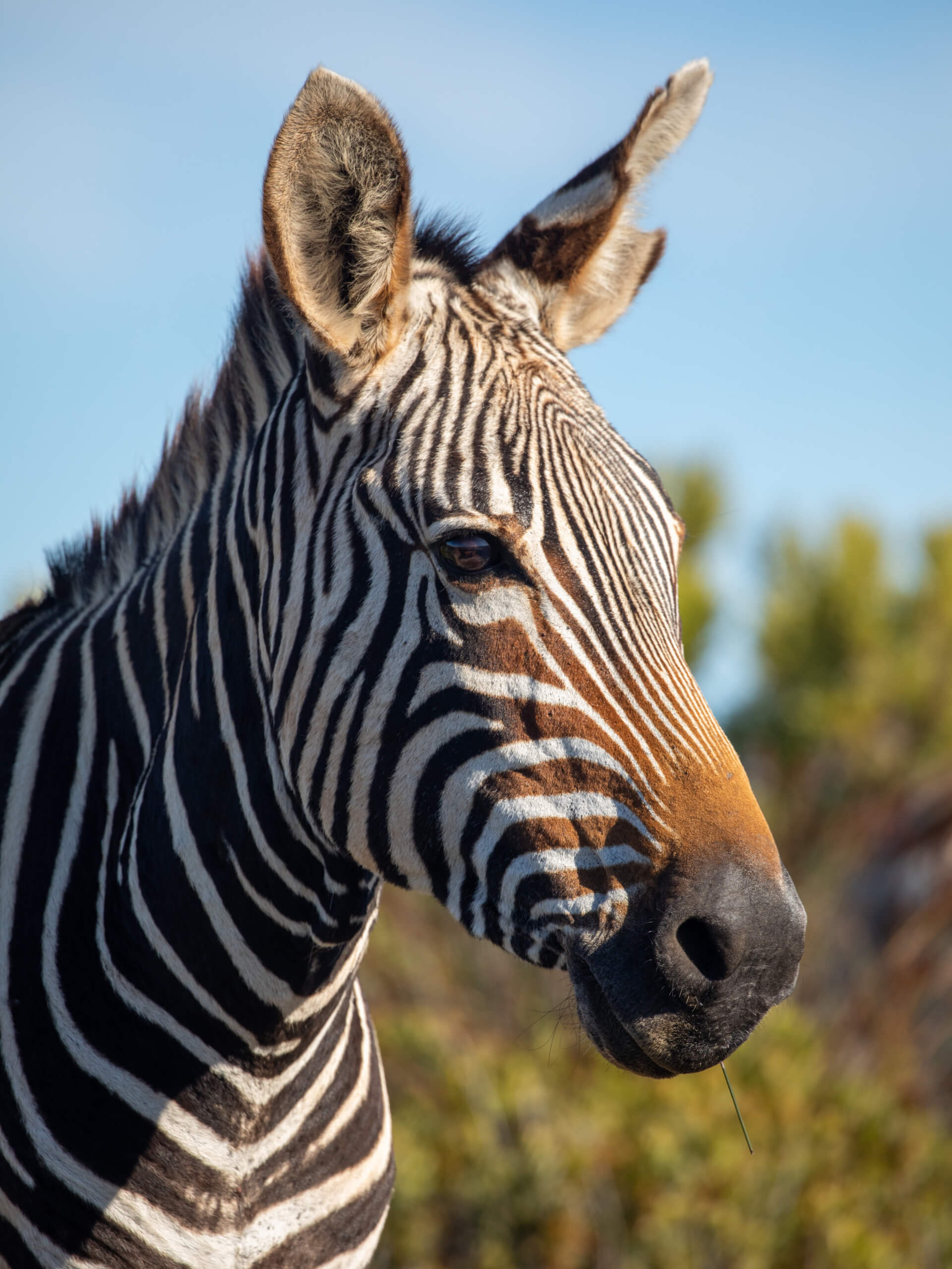 Cape Town & De Hoop Comfort Hiking Tour-21