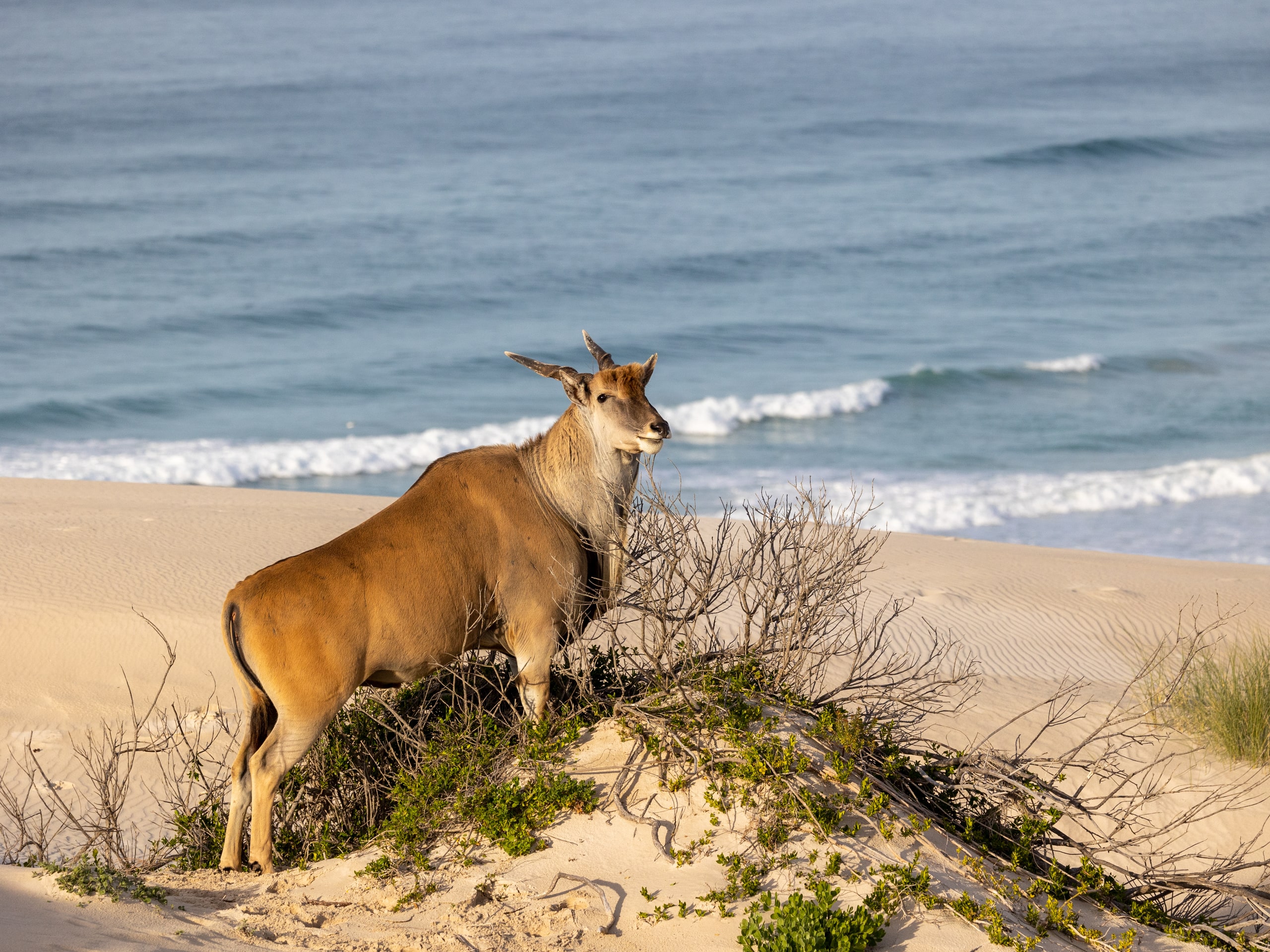 Cape Town & De Hoop Comfort Hiking Tour-6