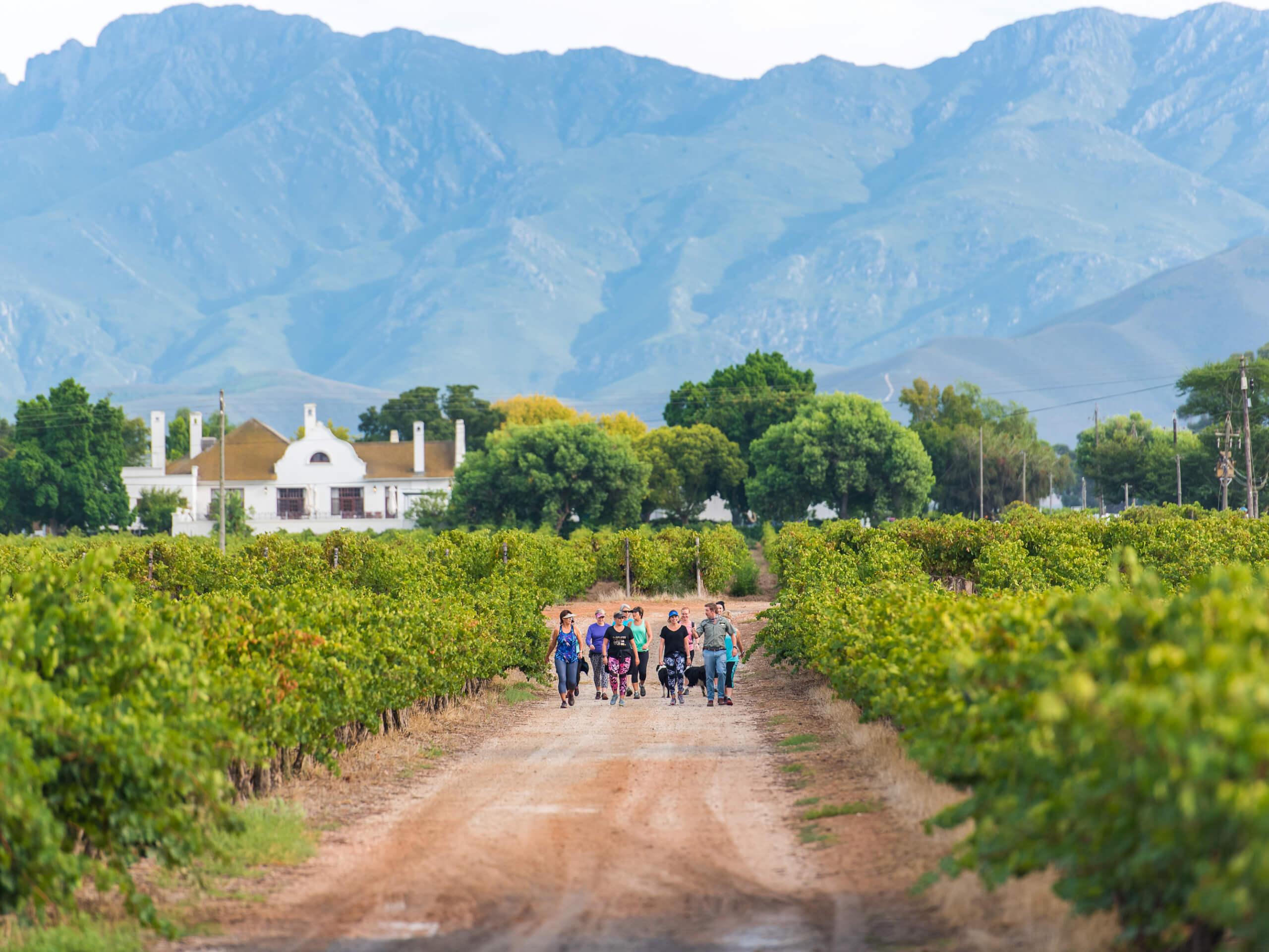 Cape Winelands Walking Tour-1