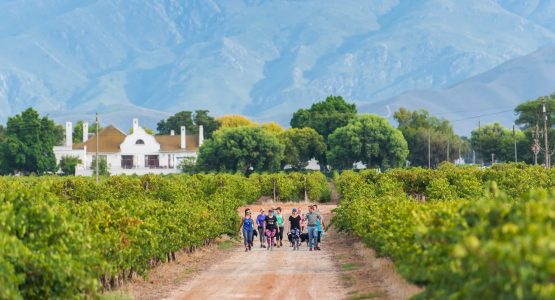 Cape Winelands Walking Tour