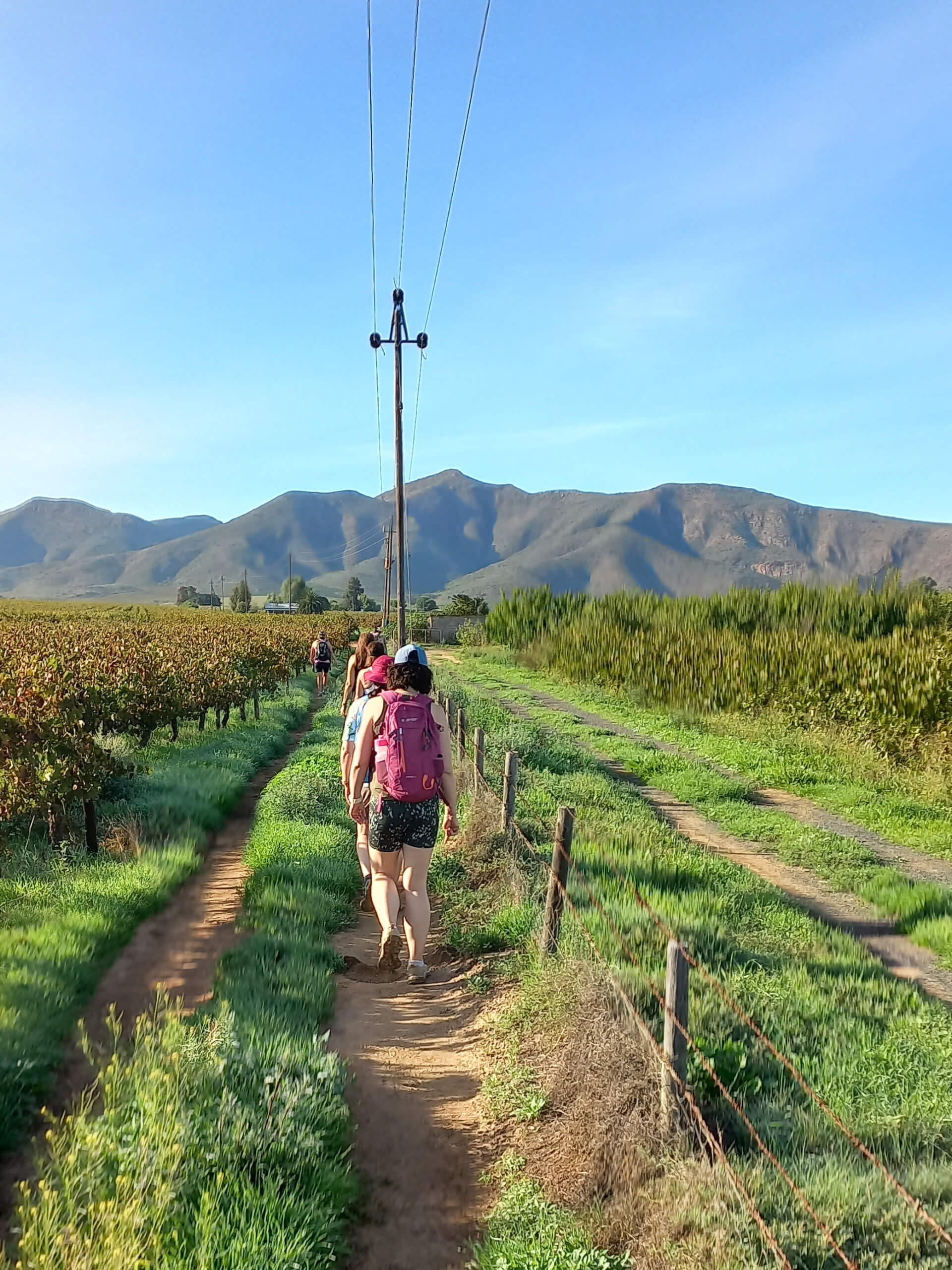 Cape Winelands Walking Tour-19