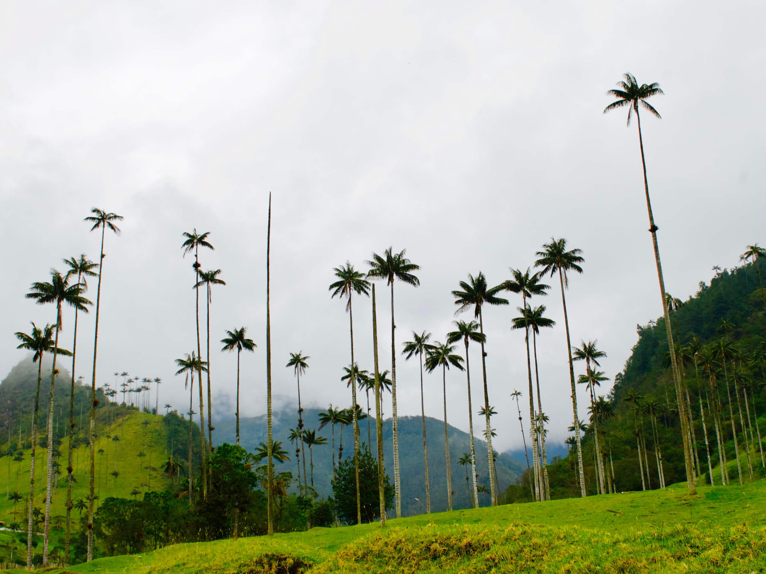 Cities and Food of Colombia Tour-22