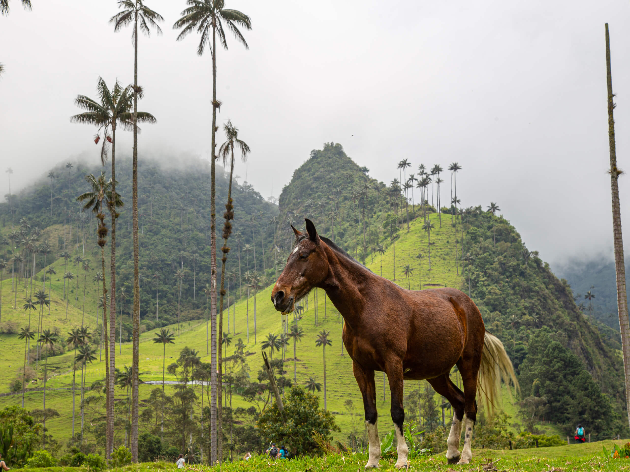 Cities and Food of Colombia Tour-26