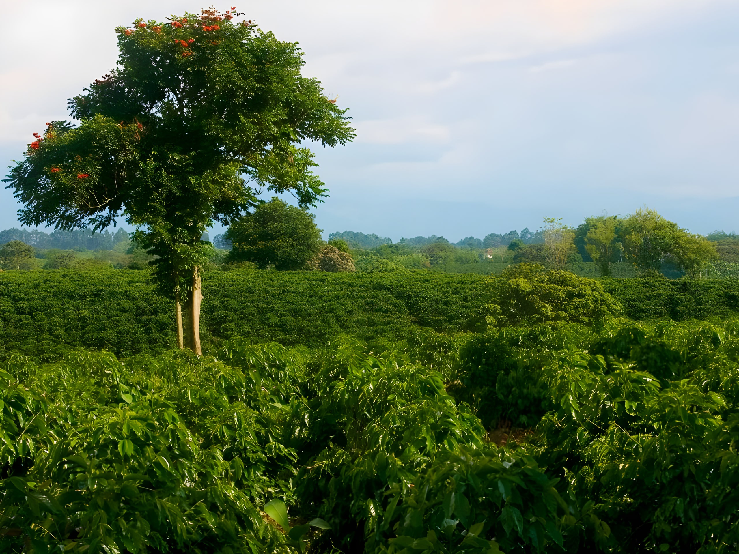 Cities and Food of Colombia Tour-6