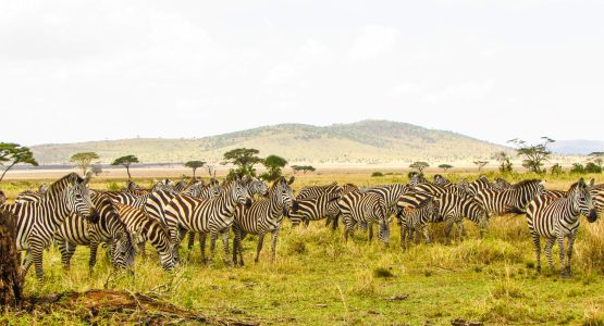 Tanzanian Safaris
