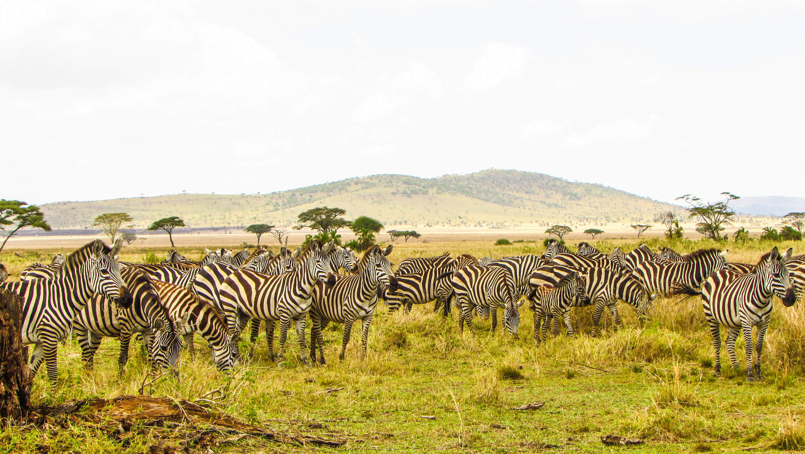 Tanzanian Safaris