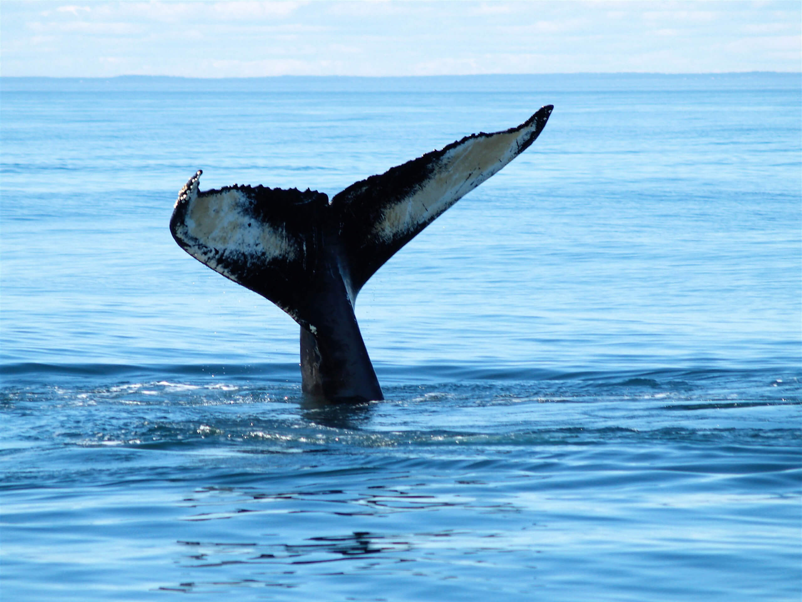 Bay of Fundy Sea Kayaking-26