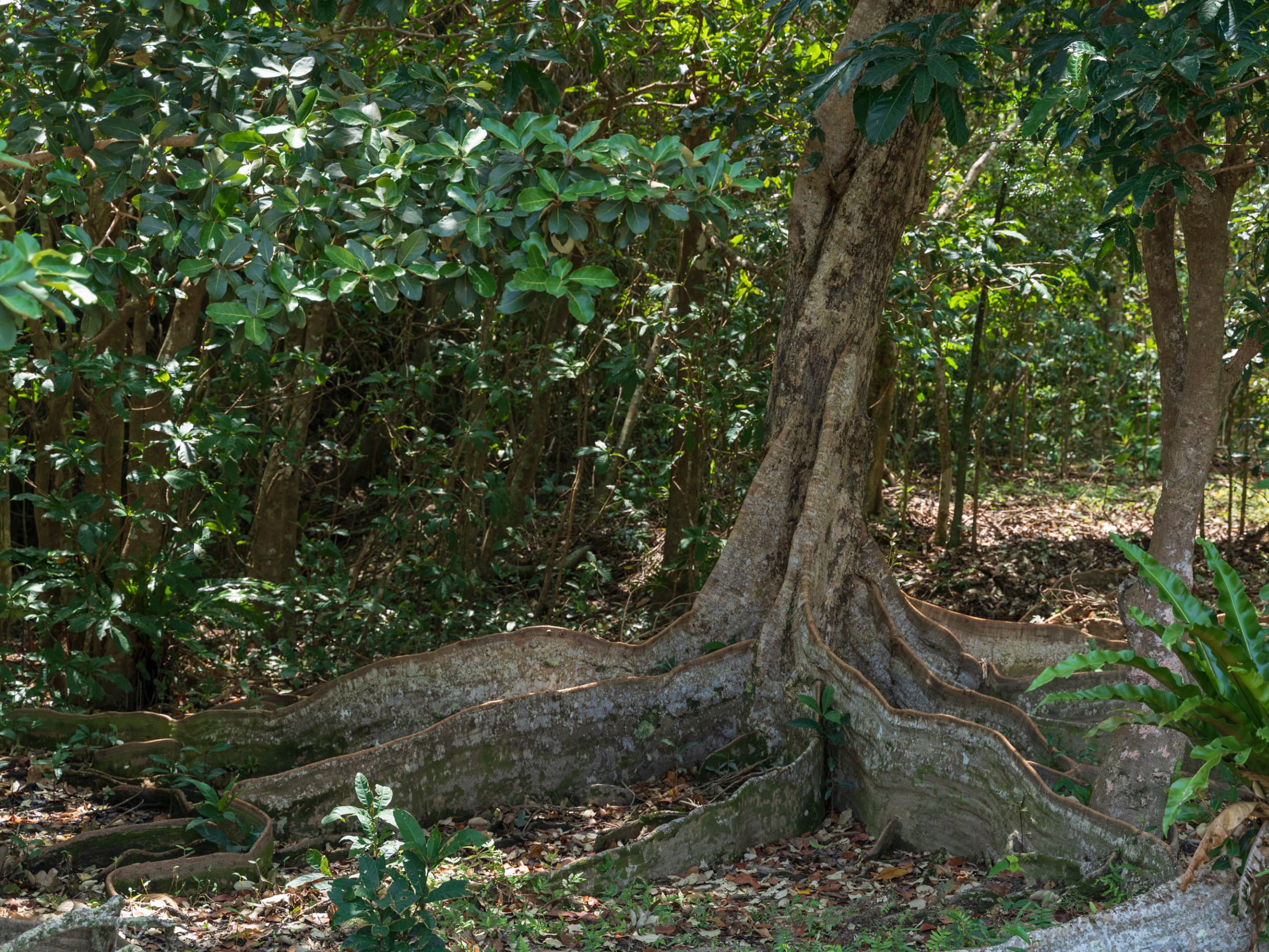 Okinawa 4-day E-bike Tour-11