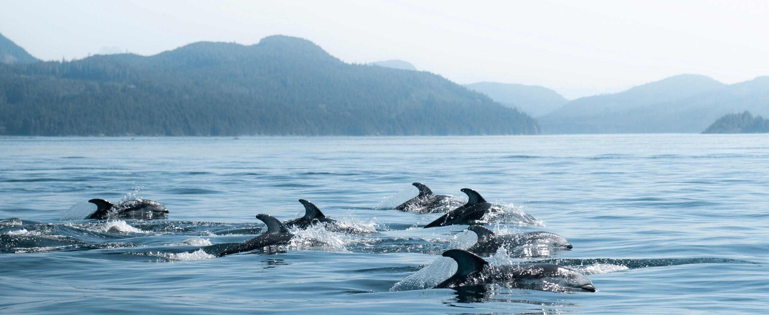 Whales & Wilderness Kayaking Tour