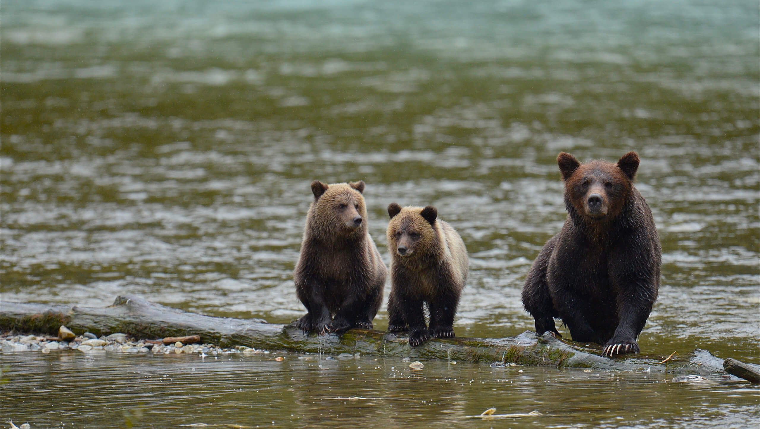 Whales & Bears Kayaking Tour